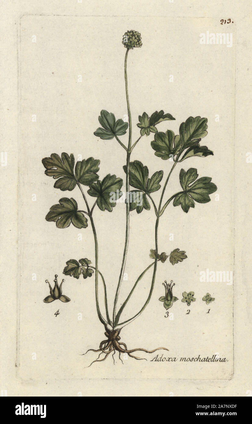 Muskroot, Adoxa moschatellina. Handcoloured botanical drawn and engraved by Pierre Bulliard from his own 'Flora Parisiensis,' 1776, Paris, P. F. Didot. Pierre Bulliard (1752-1793) was a famous French botanist who pioneered the three-colour-plate printing technique. His introduction to the flowers of Paris included 640 plants. Stock Photo
