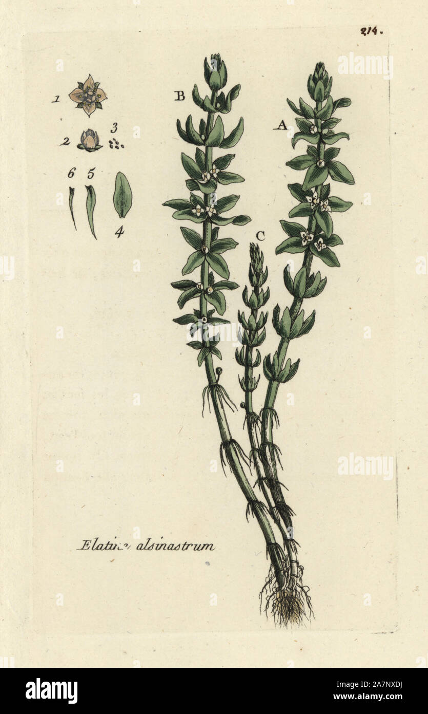 Waterwort, Elatine alsinastrum. Handcoloured botanical drawn and engraved by Pierre Bulliard from his own 'Flora Parisiensis,' 1776, Paris, P. F. Didot. Pierre Bulliard (1752-1793) was a famous French botanist who pioneered the three-colour-plate printing technique. His introduction to the flowers of Paris included 640 plants. Stock Photo