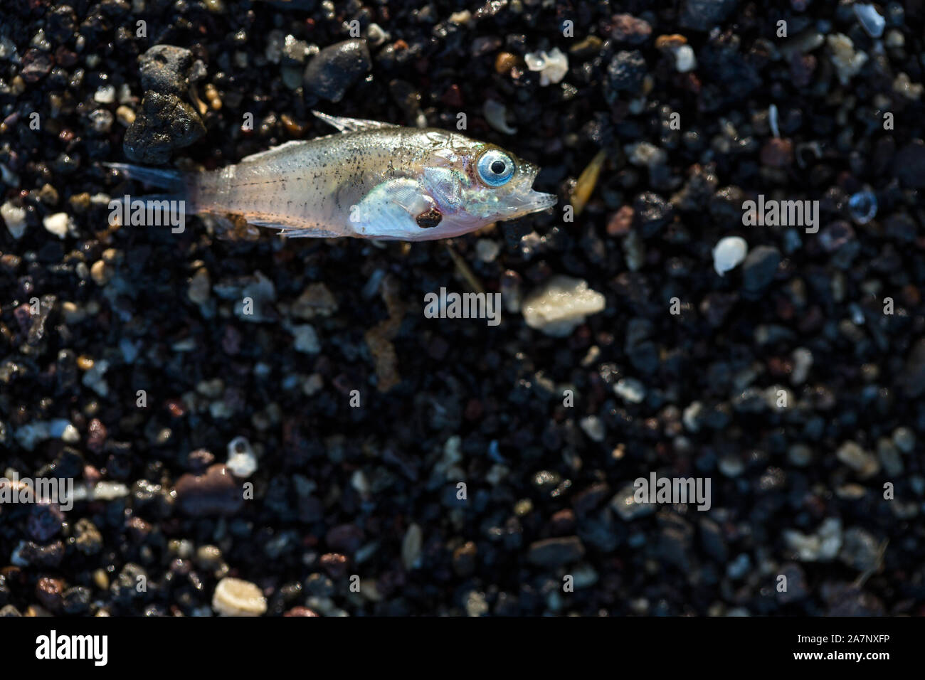 Tiny bait fry fish washed up on the sandy shore Stock Photo - Alamy
