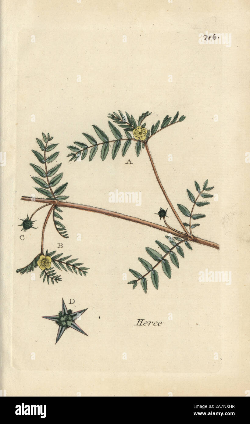 Bullhead, Tribulus terrestris. Handcoloured botanical drawn and engraved by Pierre Bulliard from his own 'Flora Parisiensis,' 1776, Paris, P. F. Didot. Pierre Bulliard (1752-1793) was a famous French botanist who pioneered the three-colour-plate printing technique. His introduction to the flowers of Paris included 640 plants. Stock Photo