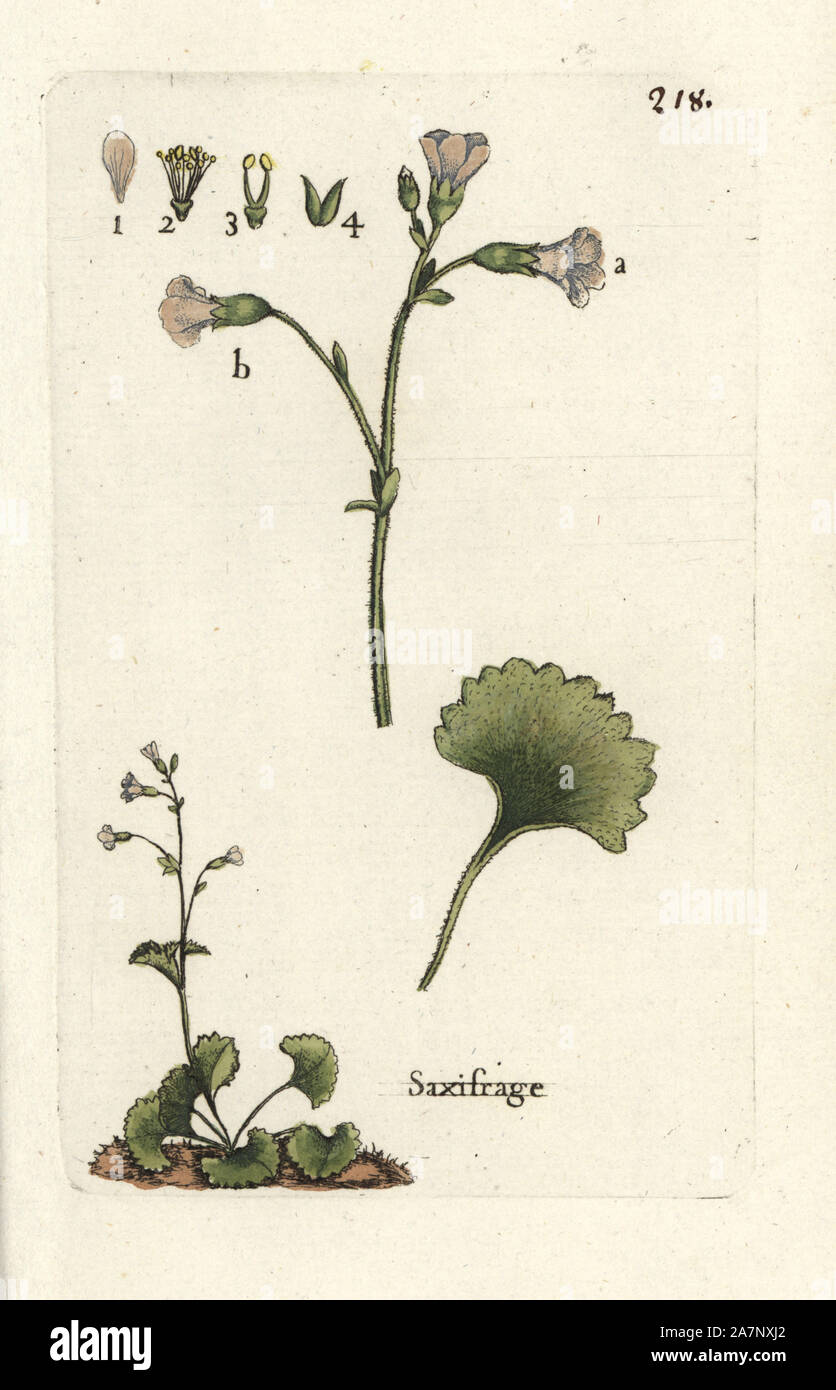 Meadow saxifrage, Saxifraga granulata. Handcoloured botanical drawn and engraved by Pierre Bulliard from his own 'Flora Parisiensis,' 1776, Paris, P. F. Didot. Pierre Bulliard (1752-1793) was a famous French botanist who pioneered the three-colour-plate printing technique. His introduction to the flowers of Paris included 640 plants. Stock Photo