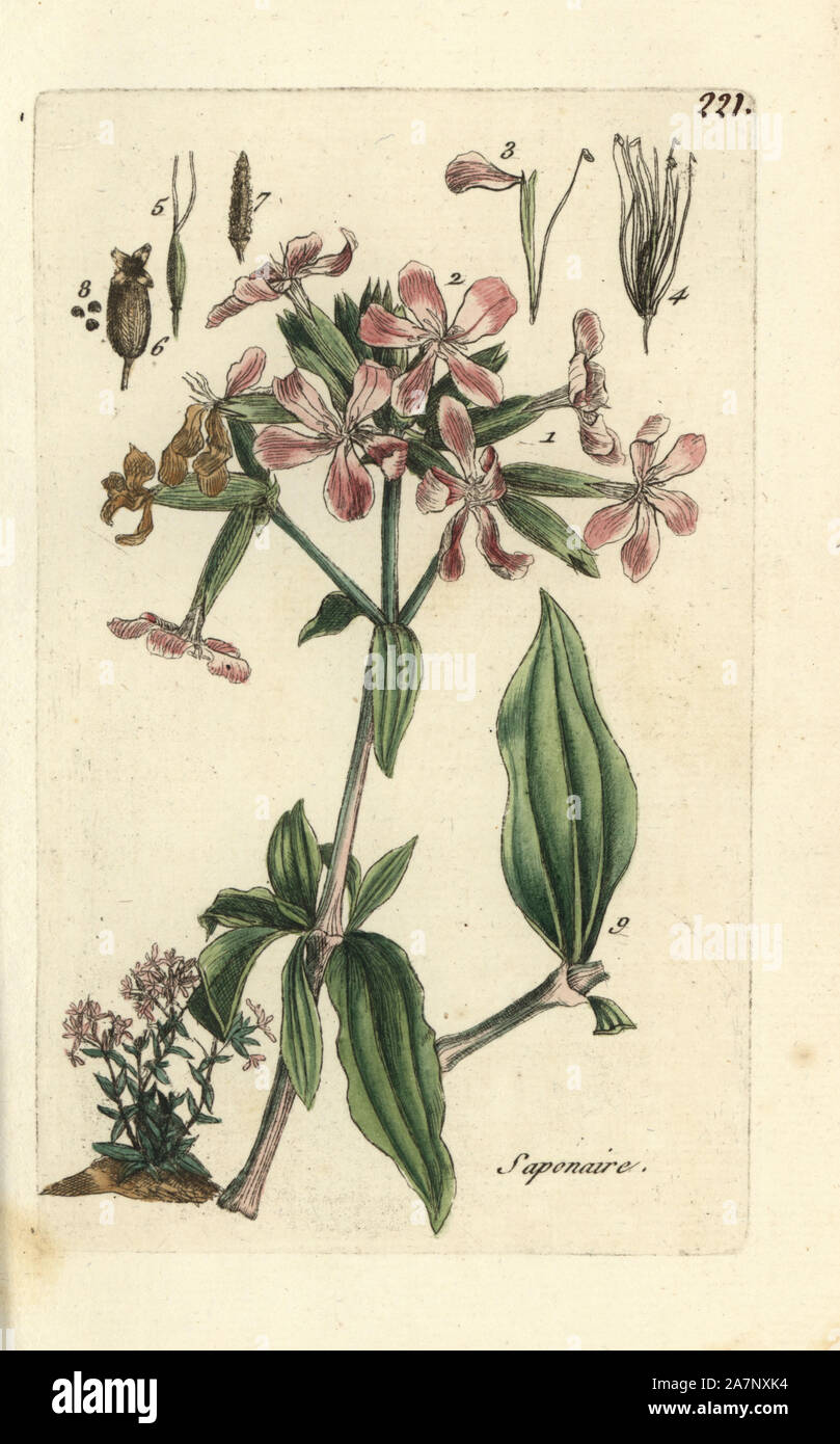 Soapwort, Saponaria officinalis. Handcoloured botanical drawn and engraved by Pierre Bulliard from his own 'Flora Parisiensis,' 1776, Paris, P. F. Didot. Pierre Bulliard (1752-1793) was a famous French botanist who pioneered the three-colour-plate printing technique. His introduction to the flowers of Paris included 640 plants. Stock Photo