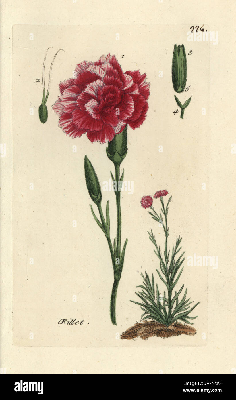 Carnation, Dianthus caryophyllus. Handcoloured botanical drawn and engraved by Pierre Bulliard from his own 'Flora Parisiensis,' 1776, Paris, P. F. Didot. Pierre Bulliard (1752-1793) was a famous French botanist who pioneered the three-colour-plate printing technique. His introduction to the flowers of Paris included 640 plants. Stock Photo