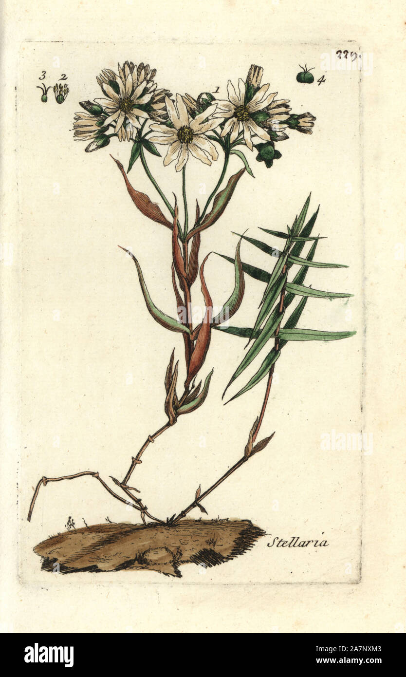 Chickweed, Stellaria media. Handcoloured botanical drawn and engraved by Pierre Bulliard from his own 'Flora Parisiensis,' 1776, Paris, P. F. Didot. Pierre Bulliard (1752-1793) was a famous French botanist who pioneered the three-colour-plate printing technique. His introduction to the flowers of Paris included 640 plants. Stock Photo