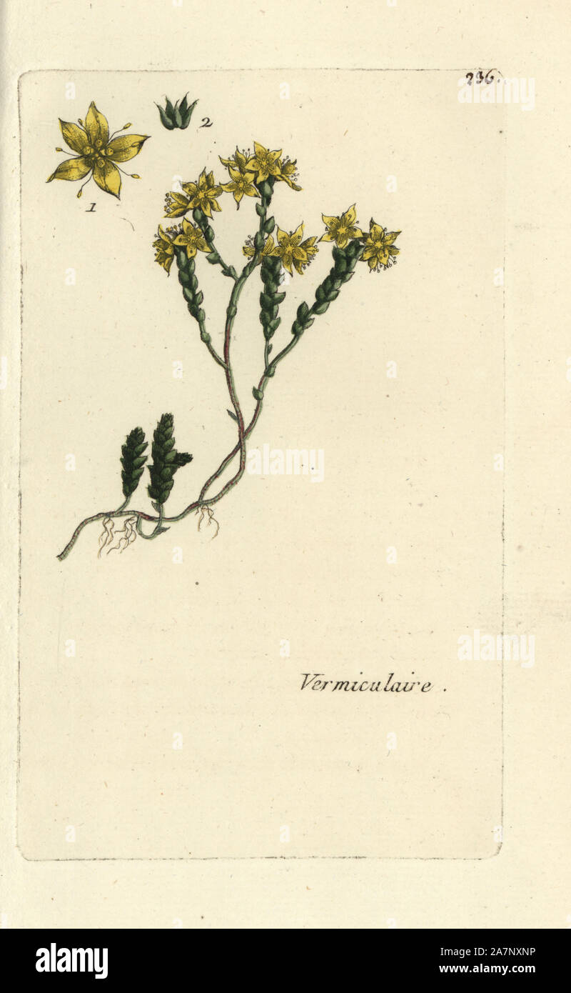 Wallpepper, Sedum acre. Handcoloured botanical drawn and engraved by Pierre Bulliard from his own 'Flora Parisiensis,' 1776, Paris, P. F. Didot. Pierre Bulliard (1752-1793) was a famous French botanist who pioneered the three-colour-plate printing technique. His introduction to the flowers of Paris included 640 plants. Stock Photo