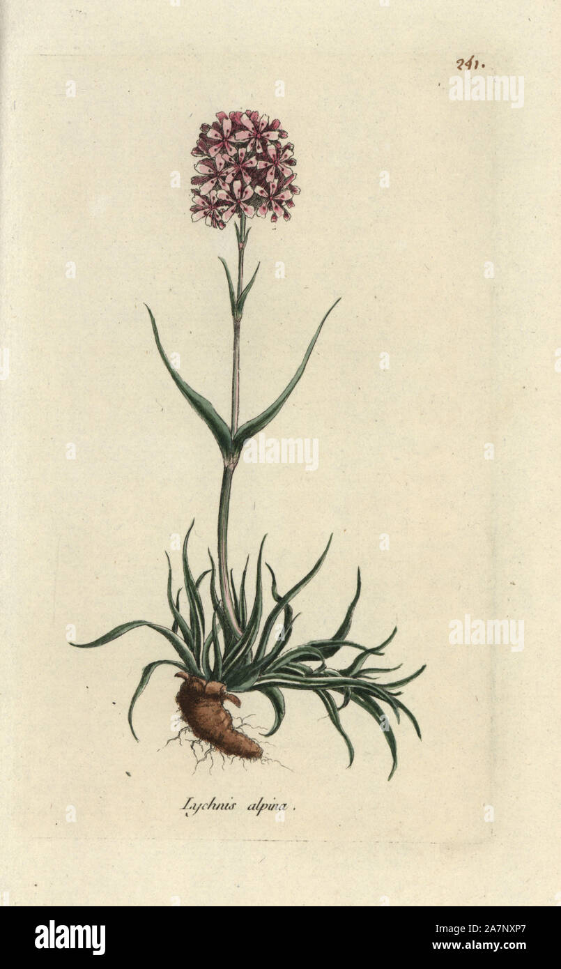 Alpine catchfly, Lychnis alpina. Handcoloured botanical drawn and engraved by Pierre Bulliard from his own 'Flora Parisiensis,' 1776, Paris, P. F. Didot. Pierre Bulliard (1752-1793) was a famous French botanist who pioneered the three-colour-plate printing technique. His introduction to the flowers of Paris included 640 plants. Stock Photo
