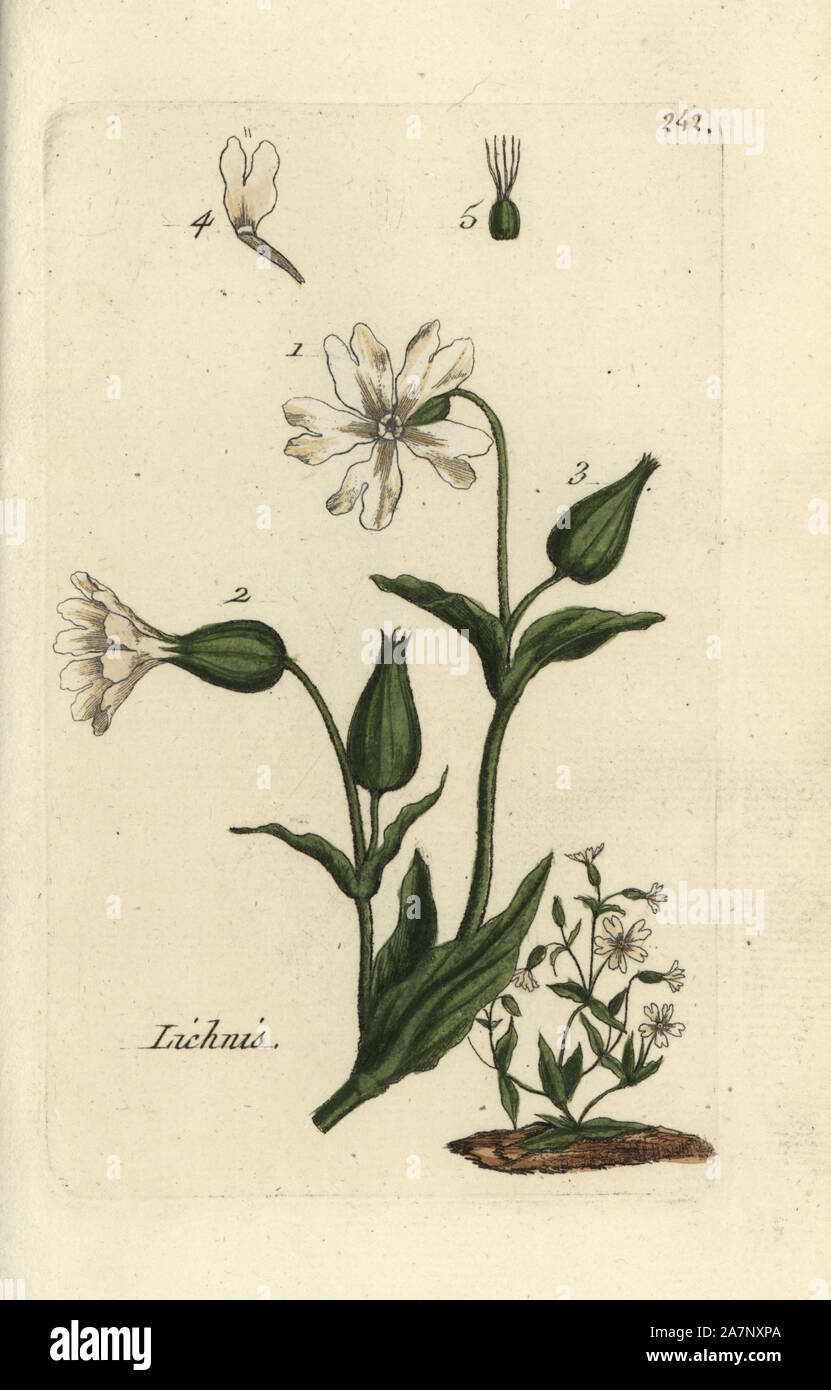 Catchfly, Lychnis dioica. Handcoloured botanical drawn and engraved by Pierre Bulliard from his own 'Flora Parisiensis,' 1776, Paris, P. F. Didot. Pierre Bulliard (1752-1793) was a famous French botanist who pioneered the three-colour-plate printing technique. His introduction to the flowers of Paris included 640 plants. Stock Photo