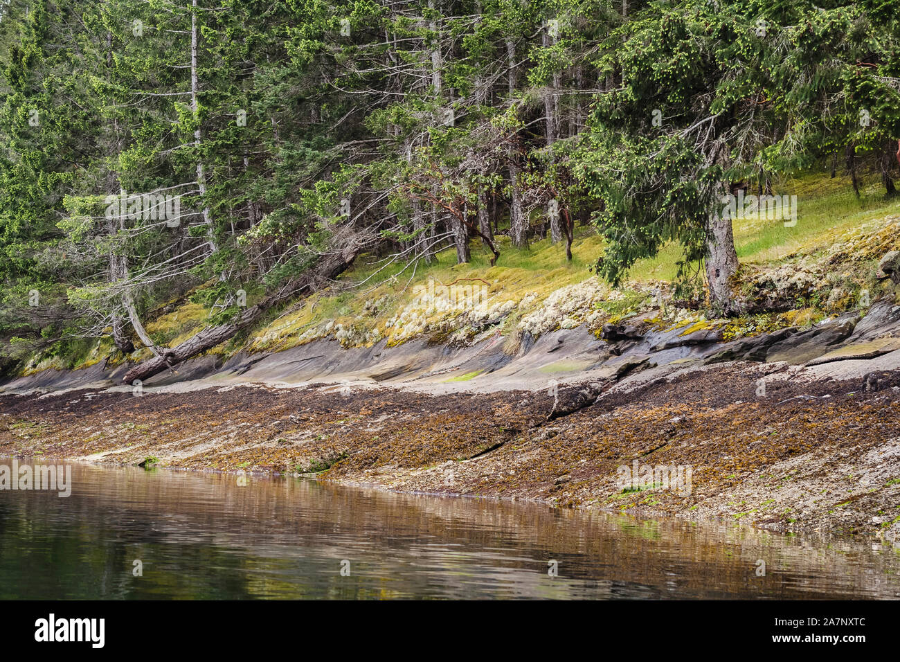Subdued, earthy colours along a shoreline at low tide, with seaweed, sandstone, mosses, lichens and coniferous trees (Gulf Islands, British Columbia). Stock Photo