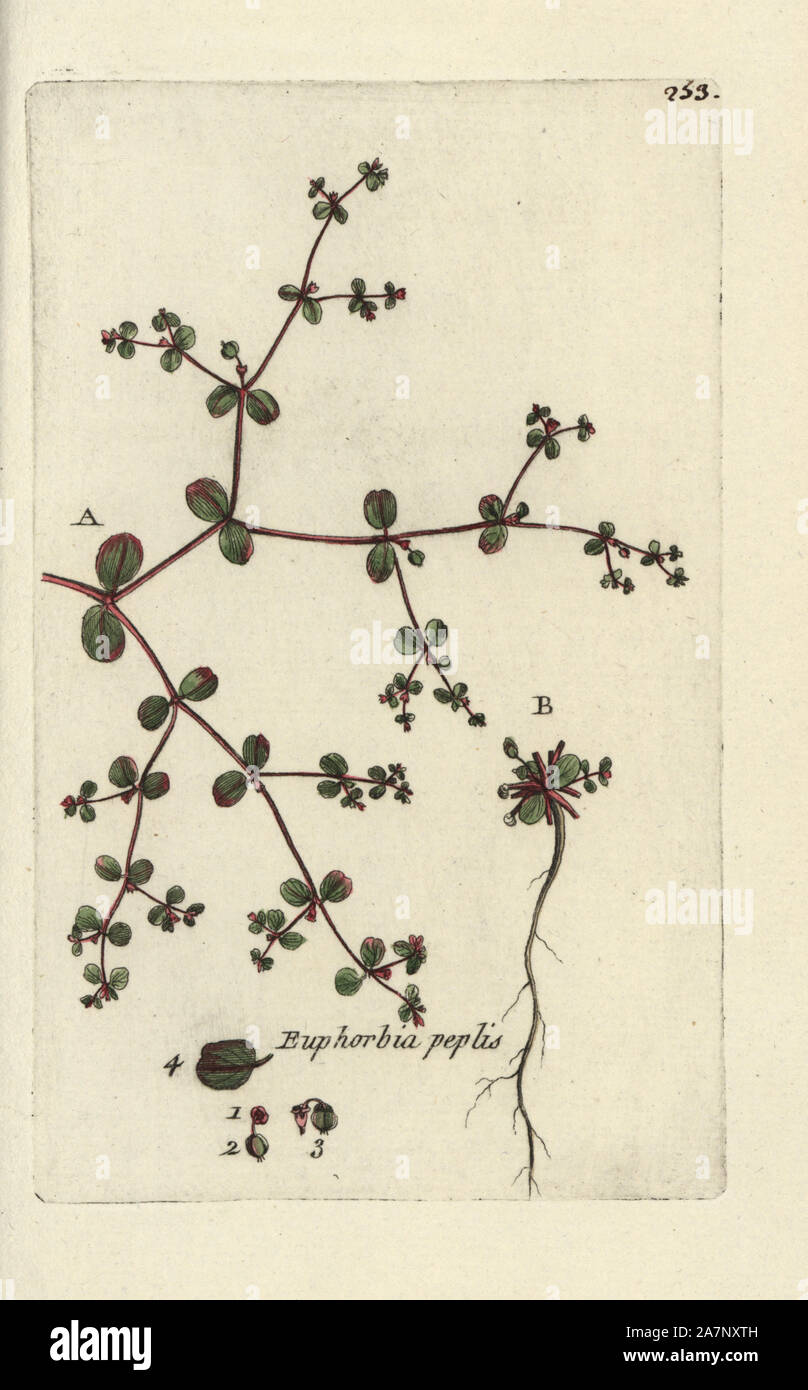 Purple spurge, Euphorbia peplis. Handcoloured botanical drawn and engraved by Pierre Bulliard from his own 'Flora Parisiensis,' 1776, Paris, P. F. Didot. Pierre Bulliard (1752-1793) was a famous French botanist who pioneered the three-colour-plate printing technique. His introduction to the flowers of Paris included 640 plants. Stock Photo