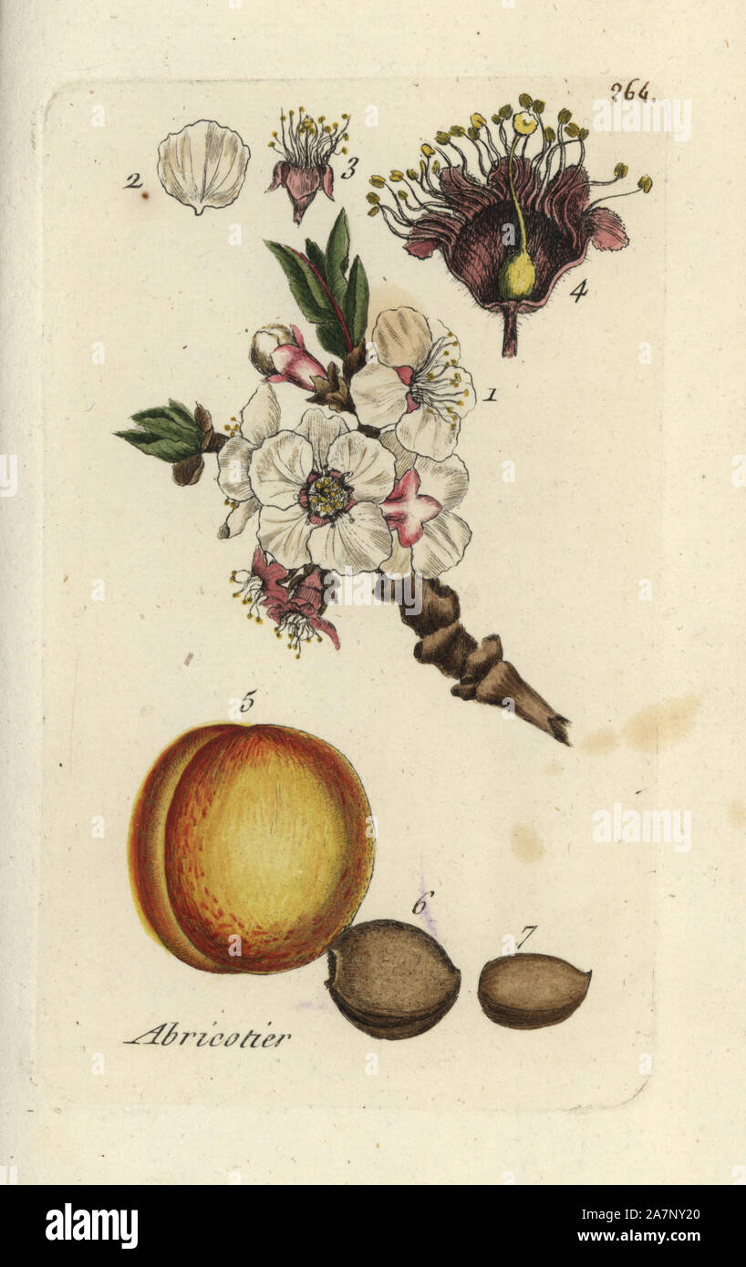 Apricot, Prunus armeniaca. Handcoloured botanical drawn and engraved by Pierre Bulliard from his own 'Flora Parisiensis,' 1776, Paris, P. F. Didot. Pierre Bulliard (1752-1793) was a famous French botanist who pioneered the three-colour-plate printing technique. His introduction to the flowers of Paris included 640 plants. Stock Photo