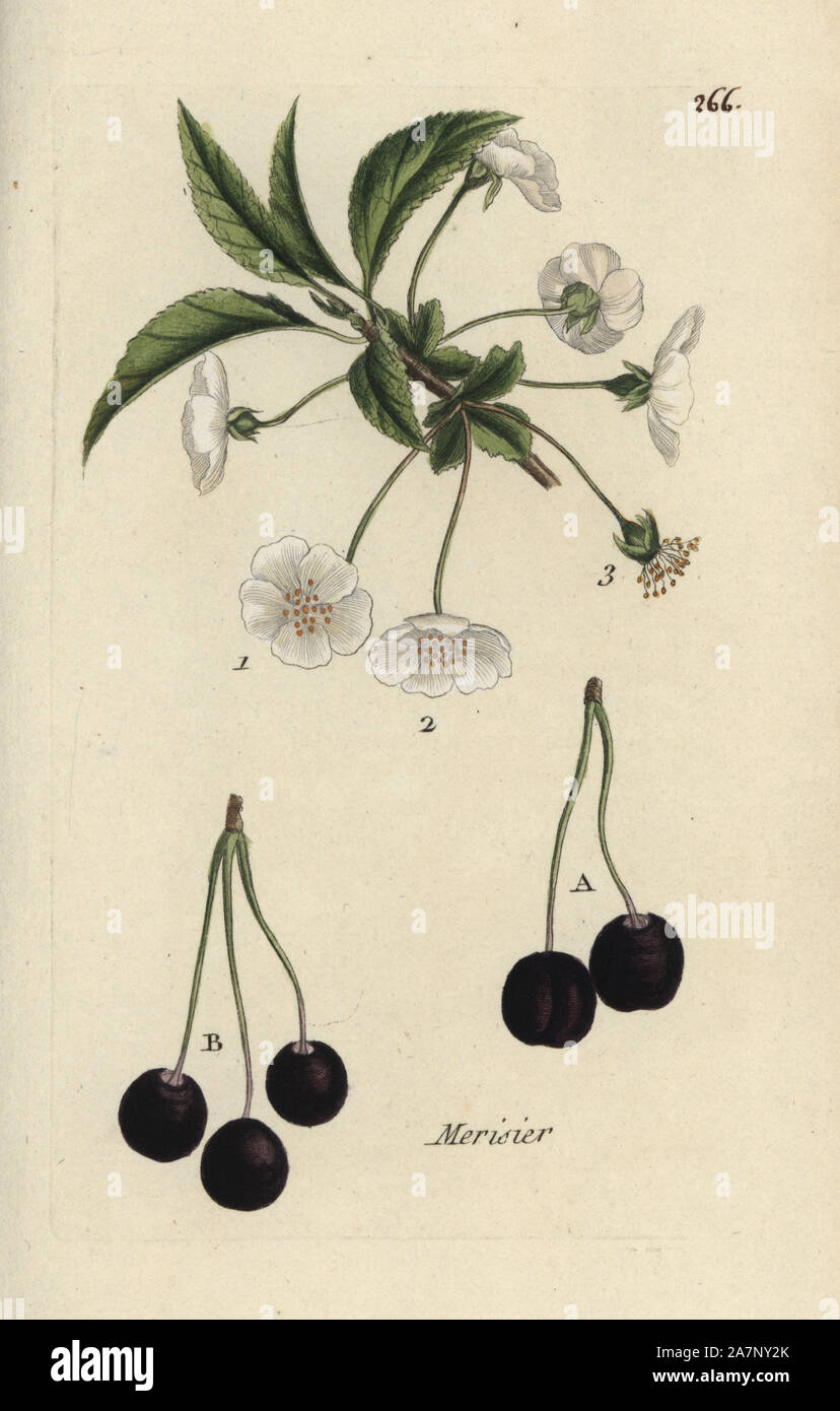 Wild cherry, Prunus avium. Handcoloured botanical drawn and engraved by Pierre Bulliard from his own 'Flora Parisiensis,' 1776, Paris, P. F. Didot. Pierre Bulliard (1752-1793) was a famous French botanist who pioneered the three-colour-plate printing technique. His introduction to the flowers of Paris included 640 plants. Stock Photo