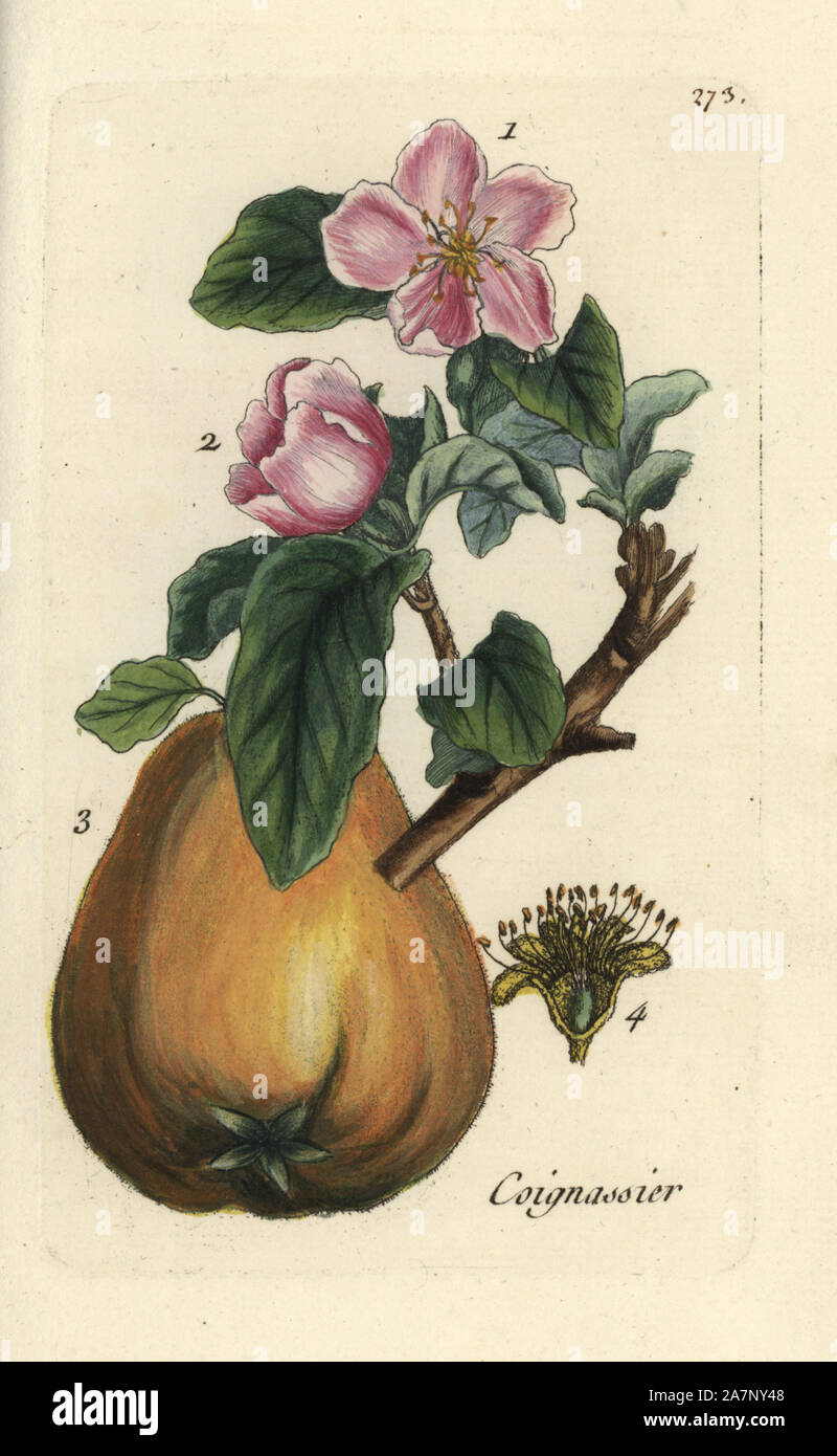 Quince, Pyrus cydonia. Handcoloured botanical drawn and engraved by Pierre Bulliard from his own 'Flora Parisiensis,' 1776, Paris, P. F. Didot. Pierre Bulliard (1752-1793) was a famous French botanist who pioneered the three-colour-plate printing technique. His introduction to the flowers of Paris included 640 plants. Stock Photo