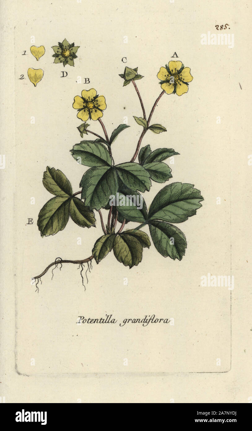 Large-flowered cinquefoil, Potentilla grandiflora. Handcoloured botanical drawn and engraved by Pierre Bulliard from his own 'Flora Parisiensis,' 1776, Paris, P. F. Didot. Pierre Bulliard (1752-1793) was a famous French botanist who pioneered the three-colour-plate printing technique. His introduction to the flowers of Paris included 640 plants. Stock Photo
