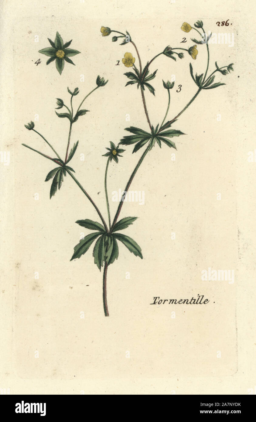 Tormentil, Potentilla erecta. Handcoloured botanical drawn and engraved by Pierre Bulliard from his own 'Flora Parisiensis,' 1776, Paris, P. F. Didot. Pierre Bulliard (1752-1793) was a famous French botanist who pioneered the three-colour-plate printing technique. His introduction to the flowers of Paris included 640 plants. Stock Photo