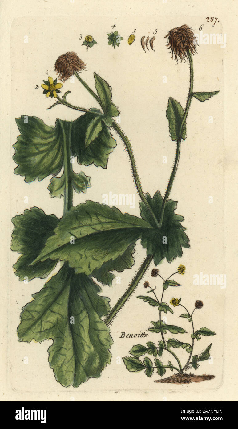 Wood avens, Geum urbanum. Handcoloured botanical drawn and engraved by Pierre Bulliard from his own 'Flora Parisiensis,' 1776, Paris, P. F. Didot. Pierre Bulliard (1752-1793) was a famous French botanist who pioneered the three-colour-plate printing technique. His introduction to the flowers of Paris included 640 plants. Stock Photo