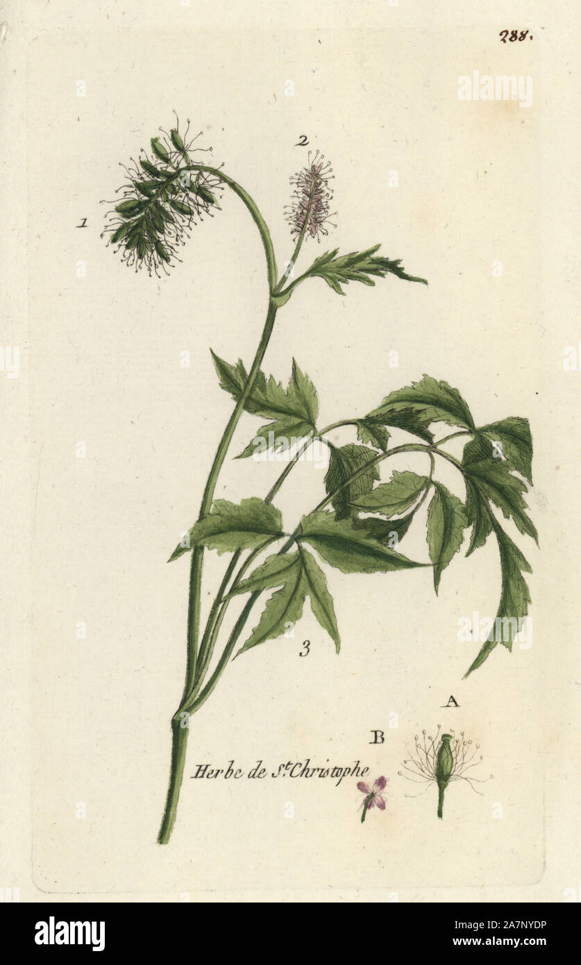 Baneberry or Herb Christopher, Actaea spicata. Handcoloured botanical drawn and engraved by Pierre Bulliard from his own 'Flora Parisiensis,' 1776, Paris, P. F. Didot. Pierre Bulliard (1752-1793) was a famous French botanist who pioneered the three-colour-plate printing technique. His introduction to the flowers of Paris included 640 plants. Stock Photo