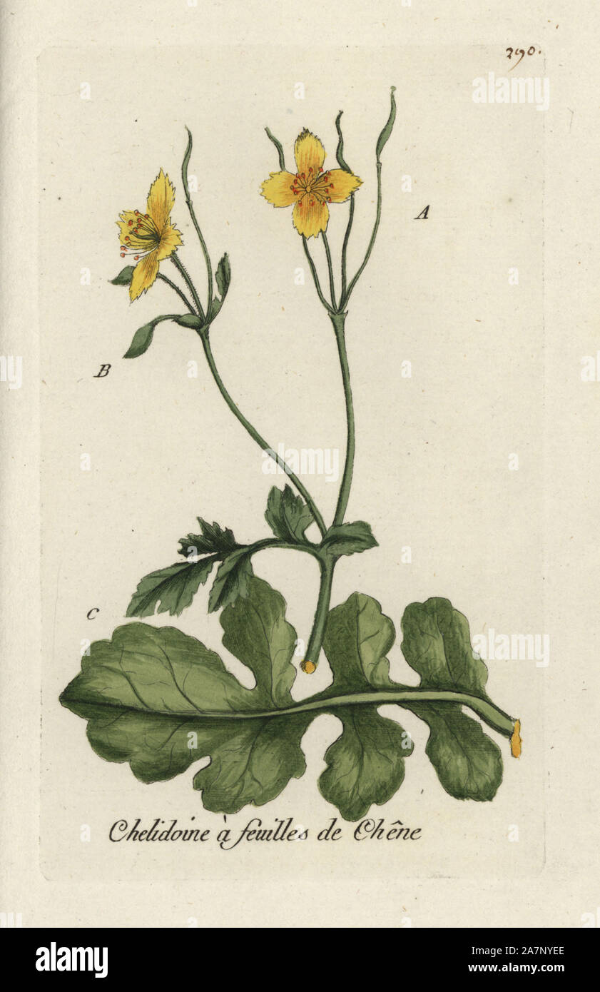 Greater celandine, Chelidonium majus. Handcoloured botanical drawn and engraved by Pierre Bulliard from his own 'Flora Parisiensis,' 1776, Paris, P. F. Didot. Pierre Bulliard (1752-1793) was a famous French botanist who pioneered the three-colour-plate printing technique. His introduction to the flowers of Paris included 640 plants. Stock Photo