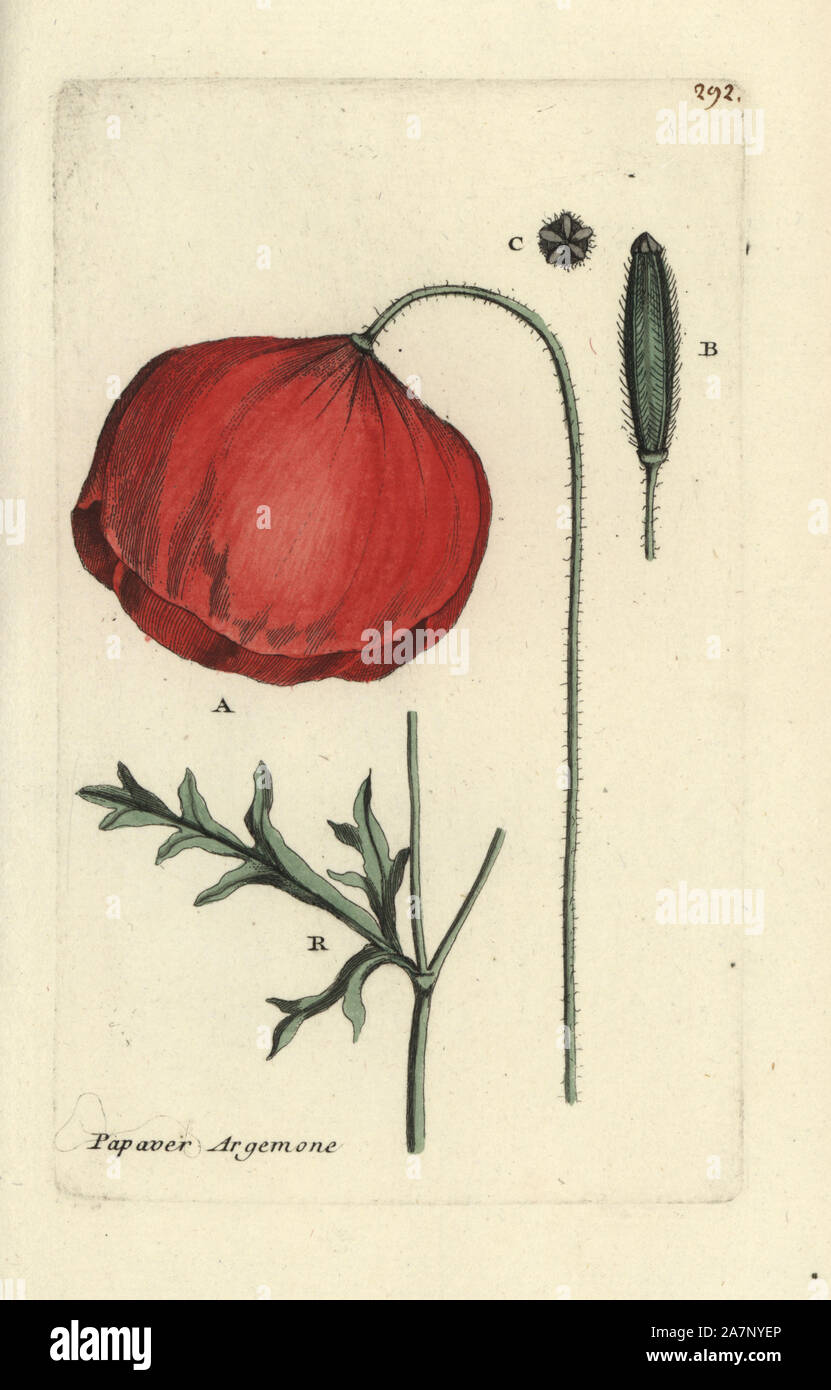 Long pricklyhead poppy, Papaver argemone. Handcoloured botanical drawn and engraved by Pierre Bulliard from his own 'Flora Parisiensis,' 1776, Paris, P. F. Didot. Pierre Bulliard (1752-1793) was a famous French botanist who pioneered the three-colour-plate printing technique. His introduction to the flowers of Paris included 640 plants. Stock Photo