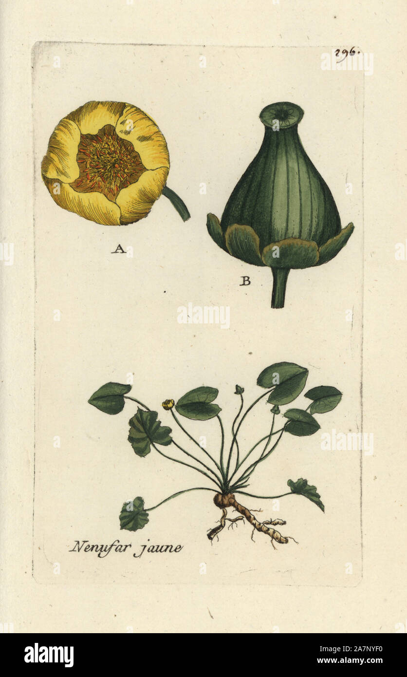 Yellow water lily, Nuphar lutea. Handcoloured botanical drawn and engraved by Pierre Bulliard from his own 'Flora Parisiensis,' 1776, Paris, P. F. Didot. Pierre Bulliard (1752-1793) was a famous French botanist who pioneered the three-colour-plate printing technique. His introduction to the flowers of Paris included 640 plants. Stock Photo