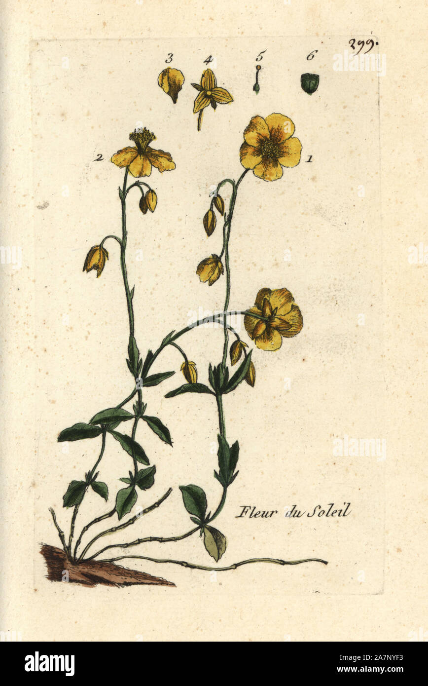 Rockrose, Helianthemum nummularium. Handcoloured botanical drawn and engraved by Pierre Bulliard from his own 'Flora Parisiensis,' 1776, Paris, P. F. Didot. Pierre Bulliard (1752-1793) was a famous French botanist who pioneered the three-colour-plate printing technique. His introduction to the flowers of Paris included 640 plants. Stock Photo