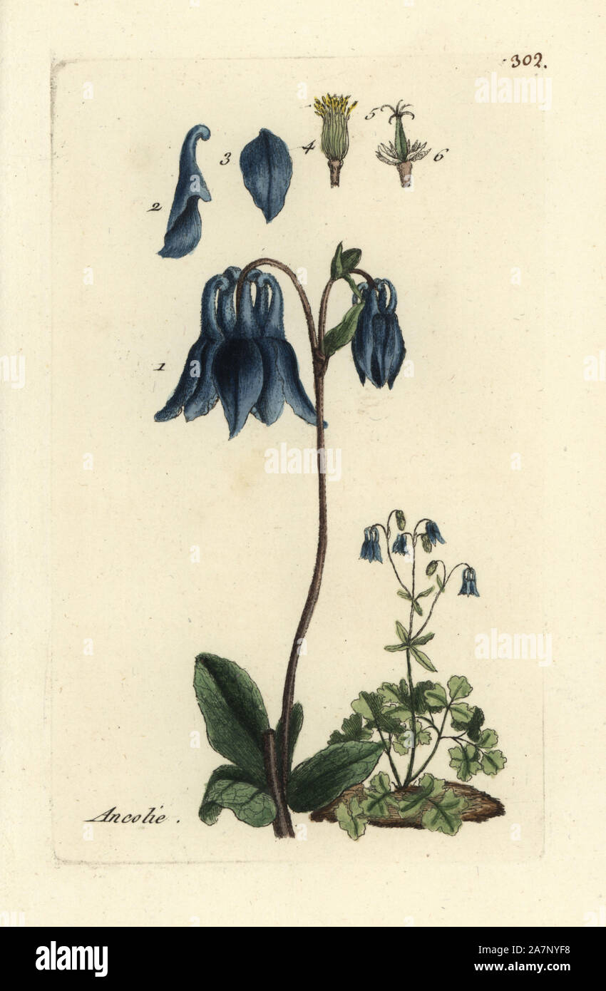 Columbine, Aquilegia vulgaris.  Handcoloured botanical drawn and engraved by Pierre Bulliard from his own 'Flora Parisiensis,' 1776, Paris, P. F. Didot. Pierre Bulliard (1752-1793) was a famous French botanist who pioneered the three-colour-plate printing technique. His introduction to the flowers of Paris included 640 plants. Stock Photo