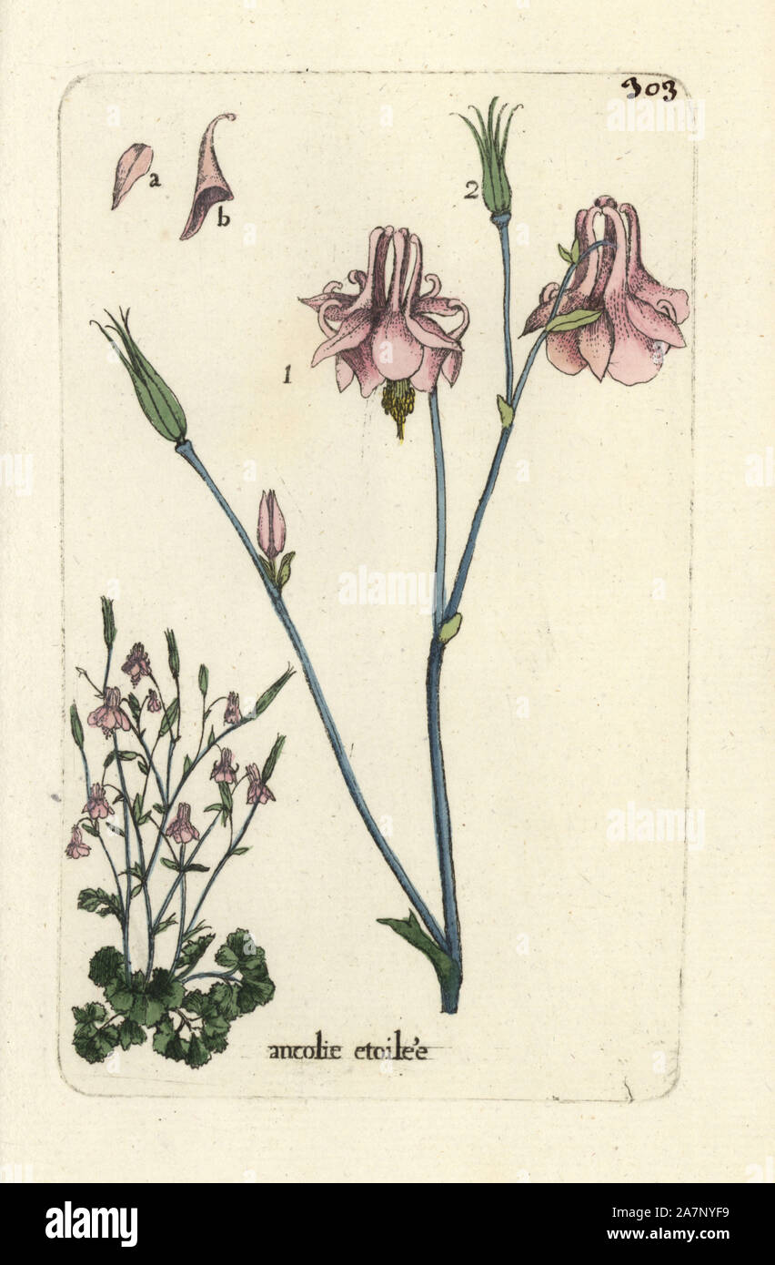 Wild columbine, Aguilegia vulgaris multiplex. Handcoloured botanical drawn and engraved by Pierre Bulliard from his own 'Flora Parisiensis,' 1776, Paris, P. F. Didot. Pierre Bulliard (1752-1793) was a famous French botanist who pioneered the three-colour-plate printing technique. His introduction to the flowers of Paris included 640 plants. Stock Photo