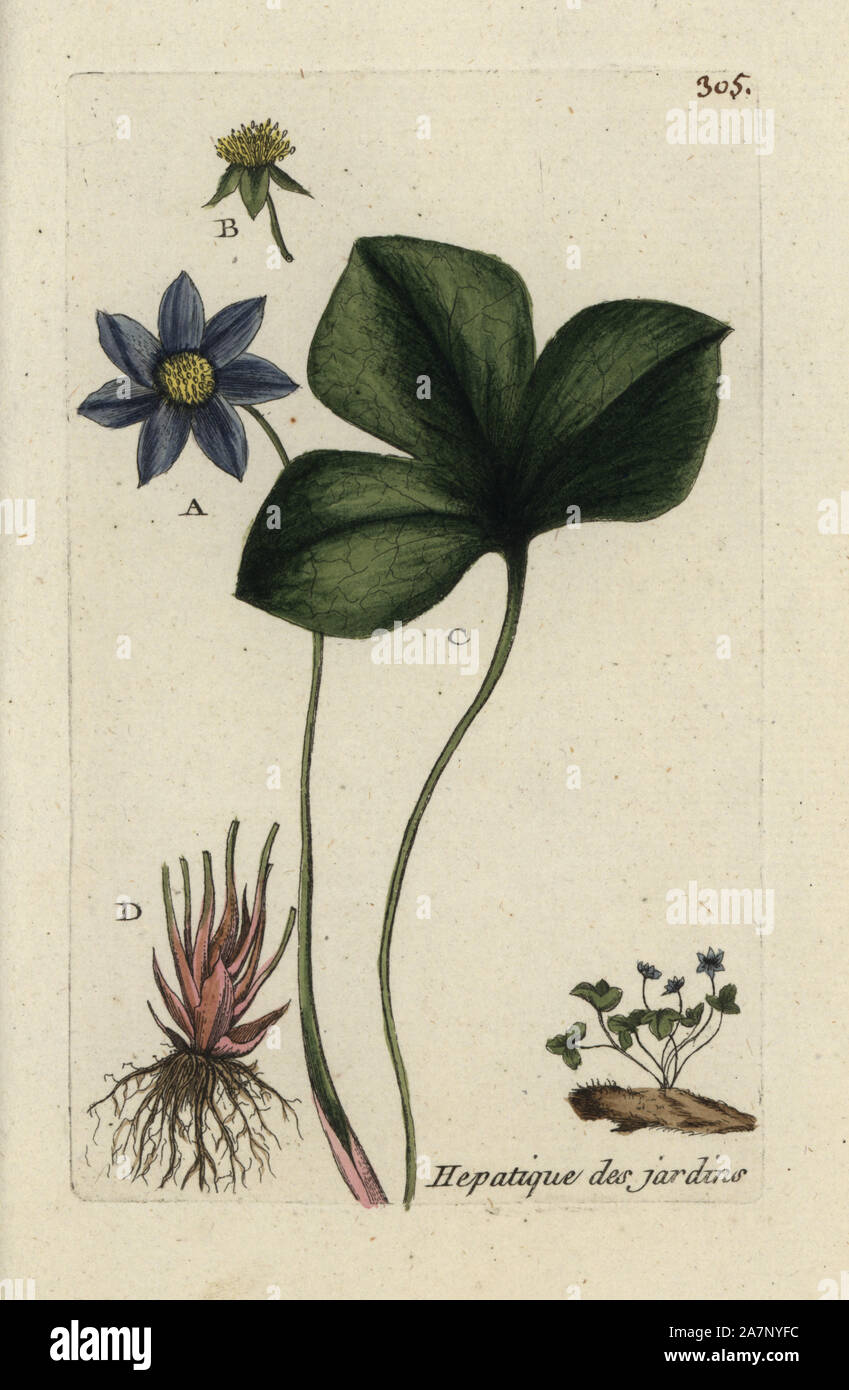 Liverwort, Anemone hepatica. Handcoloured botanical drawn and engraved by Pierre Bulliard from his own 'Flora Parisiensis,' 1776, Paris, P. F. Didot. Pierre Bulliard (1752-1793) was a famous French botanist who pioneered the three-colour-plate printing technique. His introduction to the flowers of Paris included 640 plants. Stock Photo