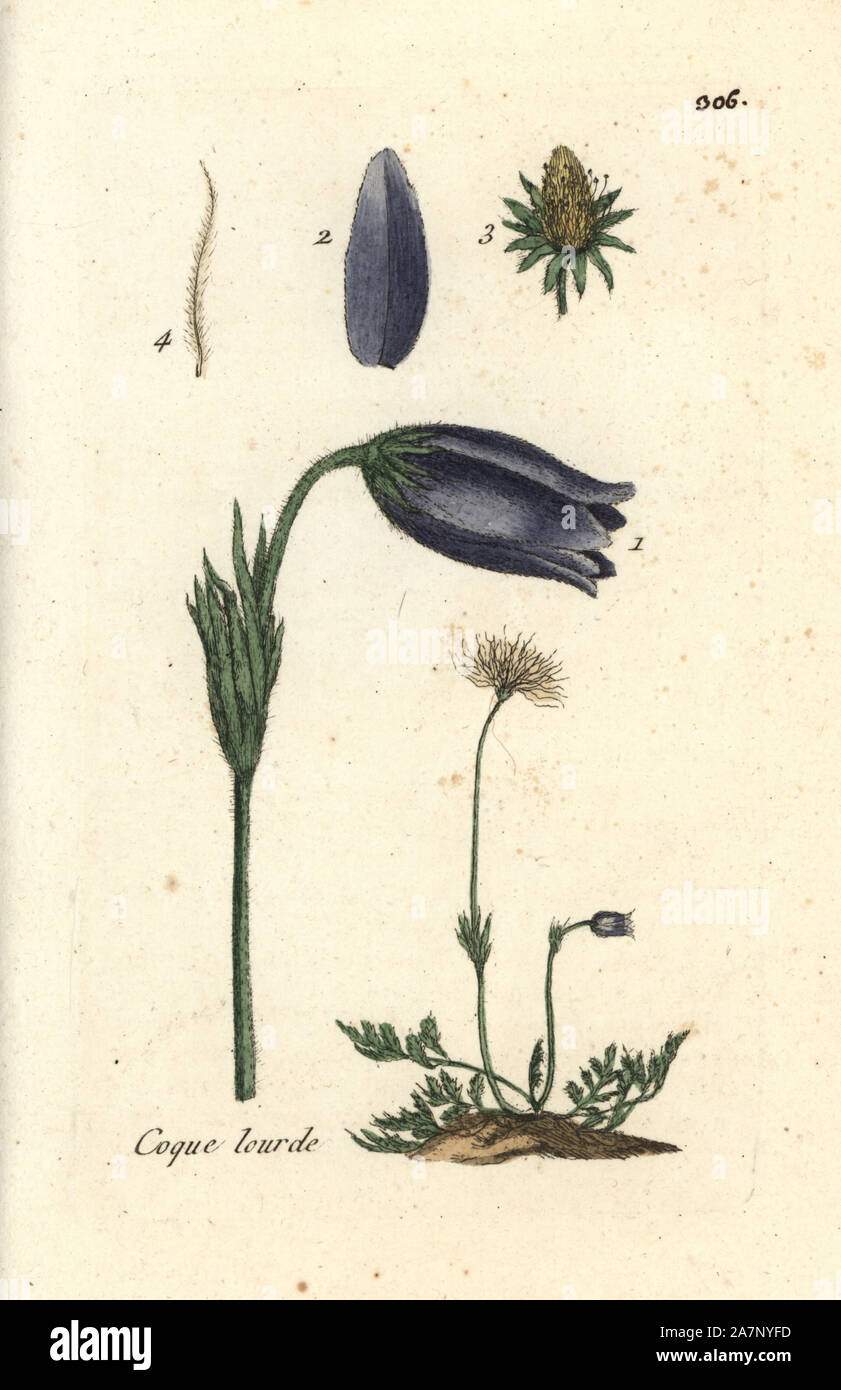 Pasque flower, Pulsatilla vulgaris. Handcoloured botanical drawn and engraved by Pierre Bulliard from his own 'Flora Parisiensis,' 1776, Paris, P. F. Didot. Pierre Bulliard (1752-1793) was a famous French botanist who pioneered the three-colour-plate printing technique. His introduction to the flowers of Paris included 640 plants. Stock Photo