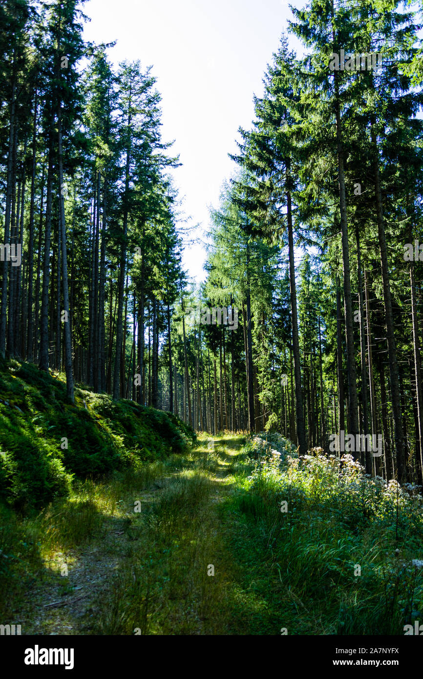 Beautiful green landscape and forest in the pure nature Stock Photo