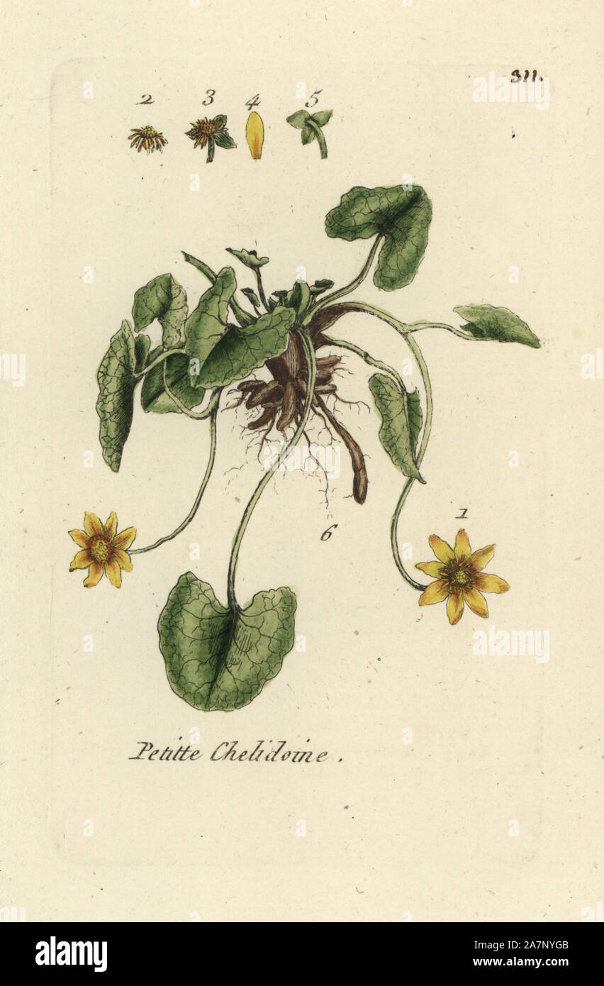 Lesser celandine, Ranunculus ficaria. Handcoloured botanical drawn and engraved by Pierre Bulliard from his own 'Flora Parisiensis,' 1776, Paris, P. F. Didot. Pierre Bulliard (1752-1793) was a famous French botanist who pioneered the three-colour-plate printing technique. His introduction to the flowers of Paris included 640 plants. Stock Photo