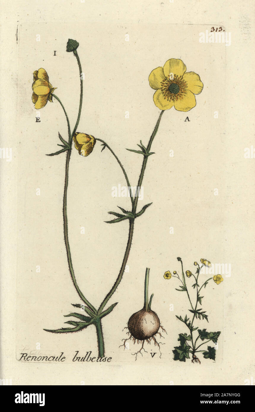 St Anthony's turnip or bulbous buttercup, Ranunculus bulbosa. Handcoloured botanical drawn and engraved by Pierre Bulliard from his own 'Flora Parisiensis,' 1776, Paris, P. F. Didot. Pierre Bulliard (1752-1793) was a famous French botanist who pioneered the three-colour-plate printing technique. His introduction to the flowers of Paris included 640 plants. Stock Photo