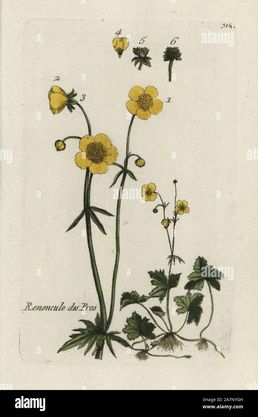 Creeping buttercup, Ranunculus repens. Handcoloured botanical drawn and engraved by Pierre Bulliard from his own 'Flora Parisiensis,' 1776, Paris, P. F. Didot. Pierre Bulliard (1752-1793) was a famous French botanist who pioneered the three-colour-plate printing technique. His introduction to the flowers of Paris included 640 plants. Stock Photo