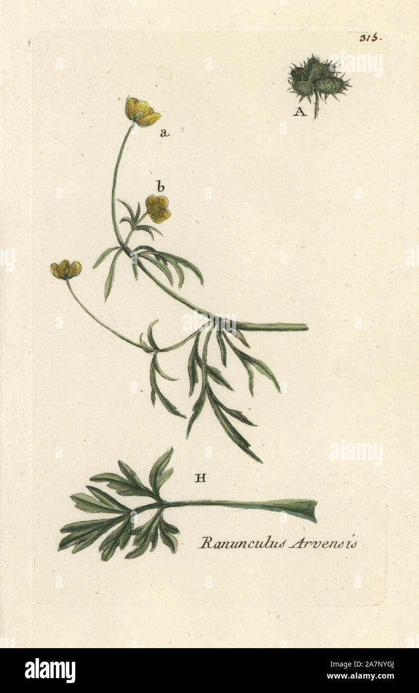 Corn buttercup, Ranunculus arvensis. Handcoloured botanical drawn and engraved by Pierre Bulliard from his own 'Flora Parisiensis,' 1776, Paris, P. F. Didot. Pierre Bulliard (1752-1793) was a famous French botanist who pioneered the three-colour-plate printing technique. His introduction to the flowers of Paris included 640 plants. Stock Photo