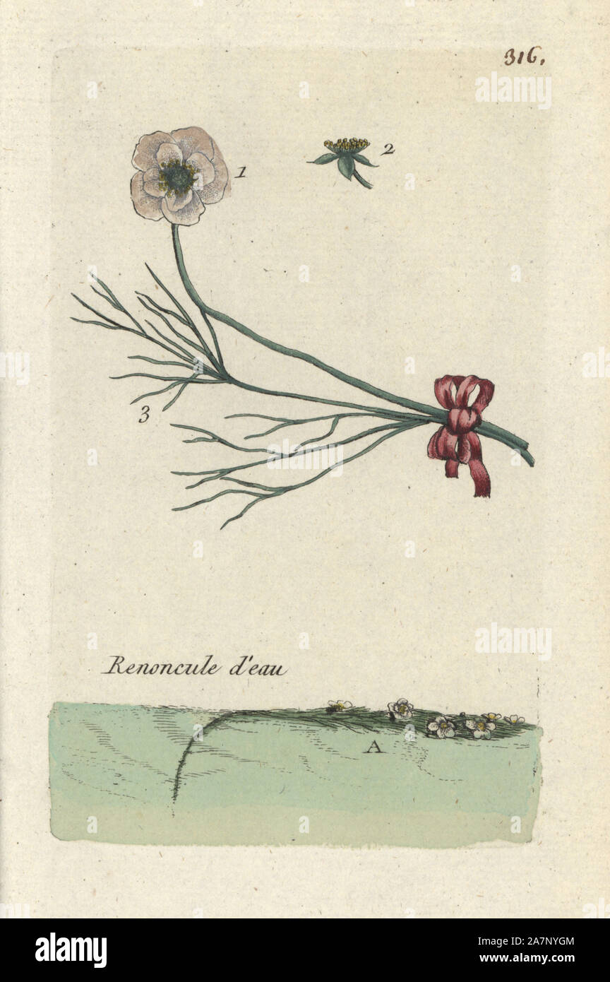 Water crowfoot, Ranunculus aquatilis. Handcoloured botanical drawn and engraved by Pierre Bulliard from his own 'Flora Parisiensis,' 1776, Paris, P. F. Didot. Pierre Bulliard (1752-1793) was a famous French botanist who pioneered the three-colour-plate printing technique. His introduction to the flowers of Paris included 640 plants. Stock Photo