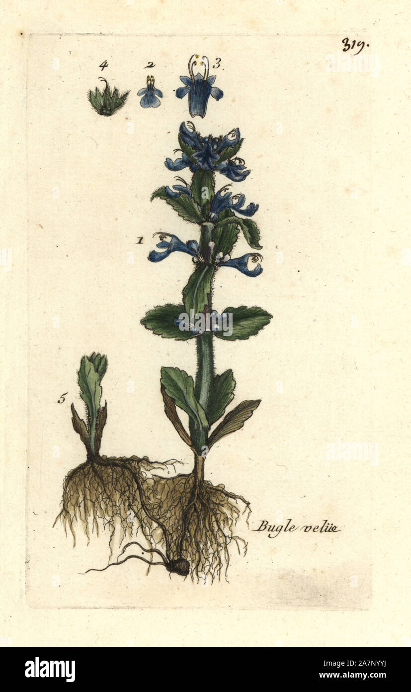 Pyramidal bugle, Ajuga pyramidalis. Handcoloured botanical drawn and engraved by Pierre Bulliard from his own 'Flora Parisiensis,' 1776, Paris, P. F. Didot. Pierre Bulliard (1752-1793) was a famous French botanist who pioneered the three-colour-plate printing technique. His introduction to the flowers of Paris included 640 plants. Stock Photo