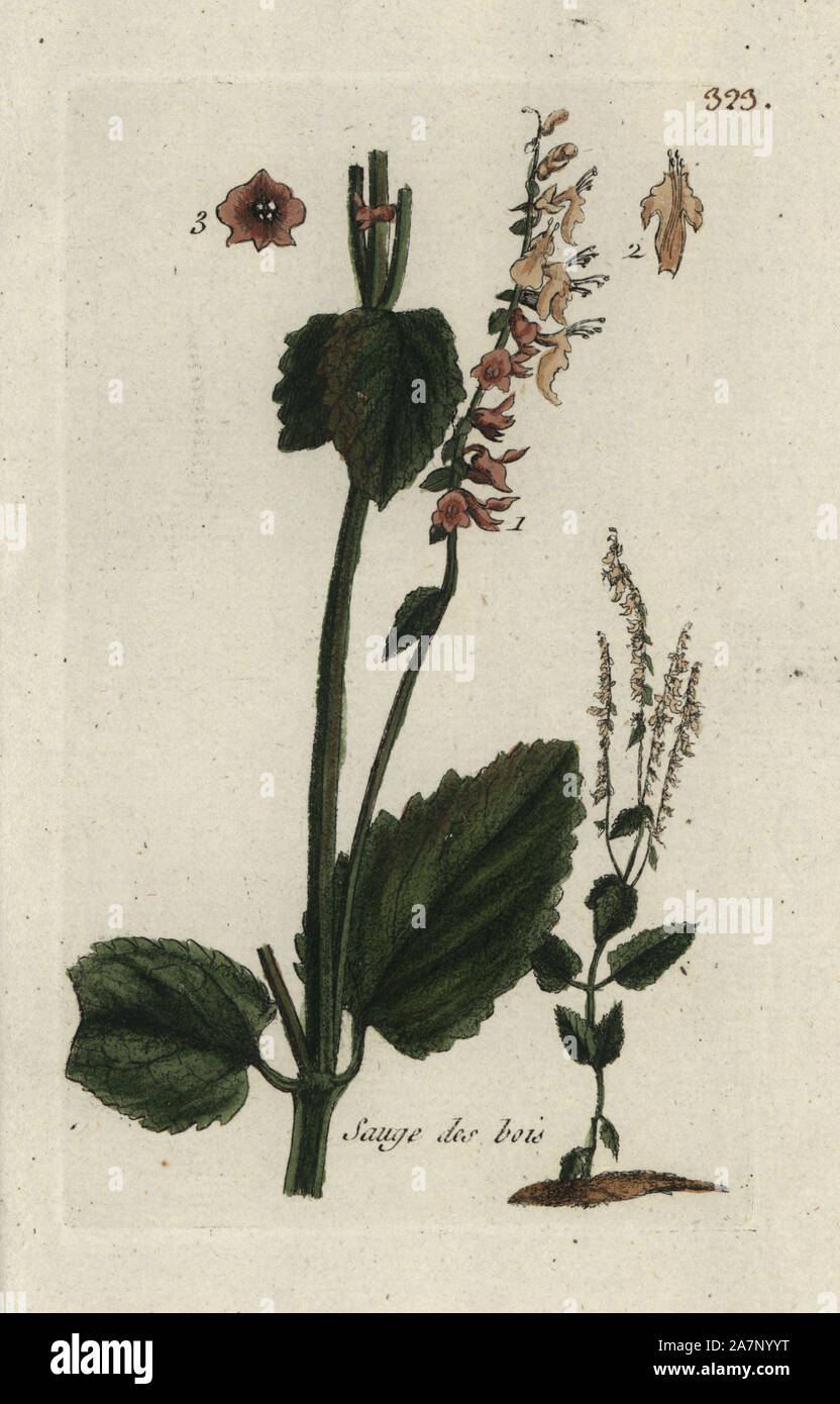 Wood sage, Teucrium scorodonia. Handcoloured botanical drawn and engraved by Pierre Bulliard from his own 'Flora Parisiensis,' 1776, Paris, P. F. Didot. Pierre Bulliard (1752-1793) was a famous French botanist who pioneered the three-colour-plate printing technique. His introduction to the flowers of Paris included 640 plants. Stock Photo