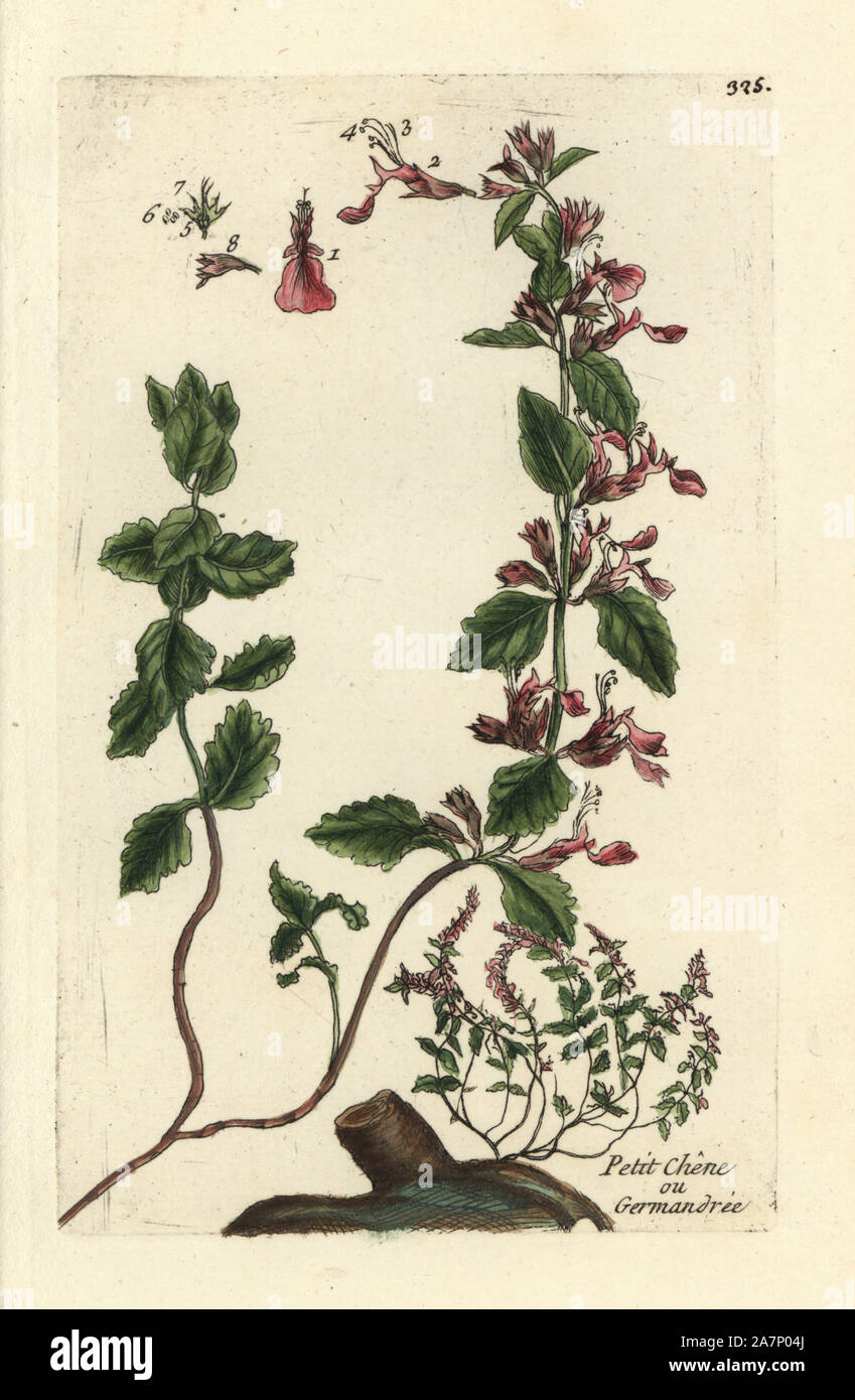 Wall germander, Teucrium chamaedrys. Handcoloured botanical drawn and engraved by Pierre Bulliard from his own 'Flora Parisiensis,' 1776, Paris, P. F. Didot. Pierre Bulliard (1752-1793) was a famous French botanist who pioneered the three-colour-plate printing technique. His introduction to the flowers of Paris included 640 plants. Stock Photo