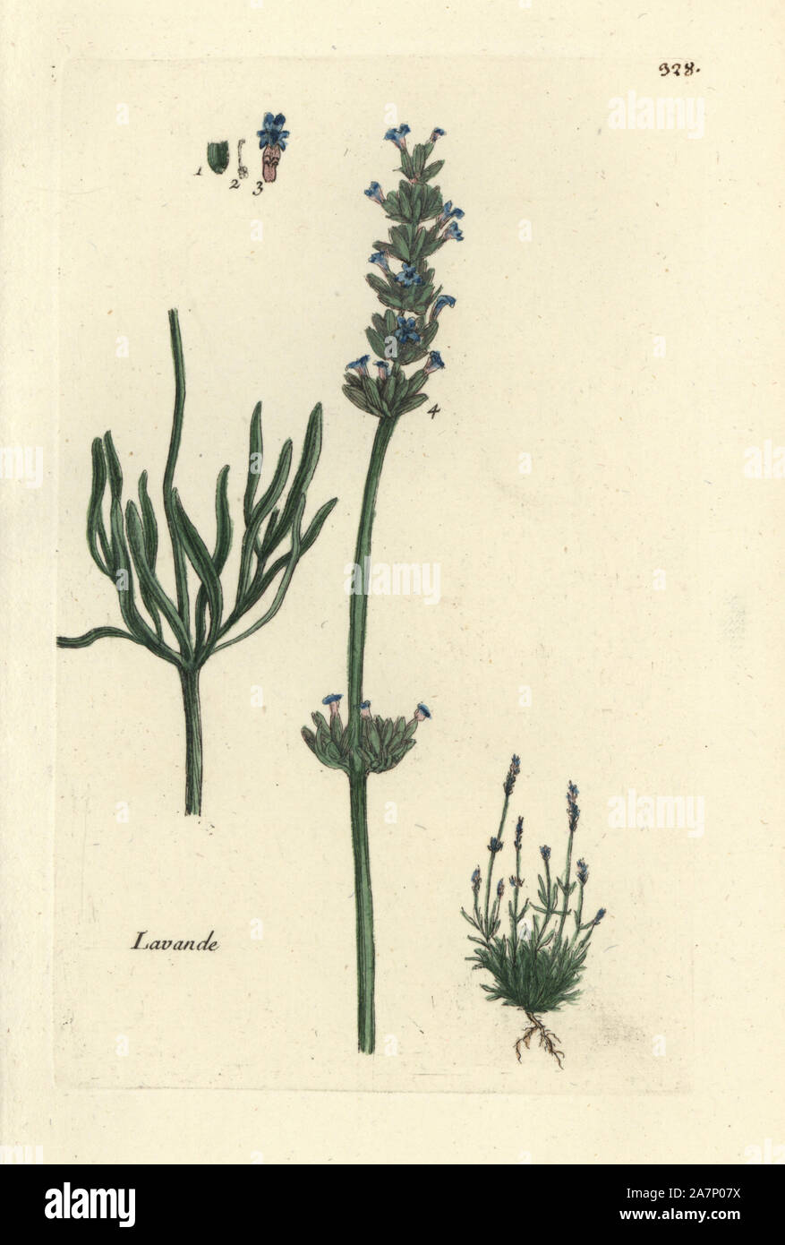 Lavender, Lavandula spica. Handcoloured botanical drawn and engraved by Pierre Bulliard from his own 'Flora Parisiensis,' 1776, Paris, P. F. Didot. Pierre Bulliard (1752-1793) was a famous French botanist who pioneered the three-colour-plate printing technique. His introduction to the flowers of Paris included 640 plants. Stock Photo