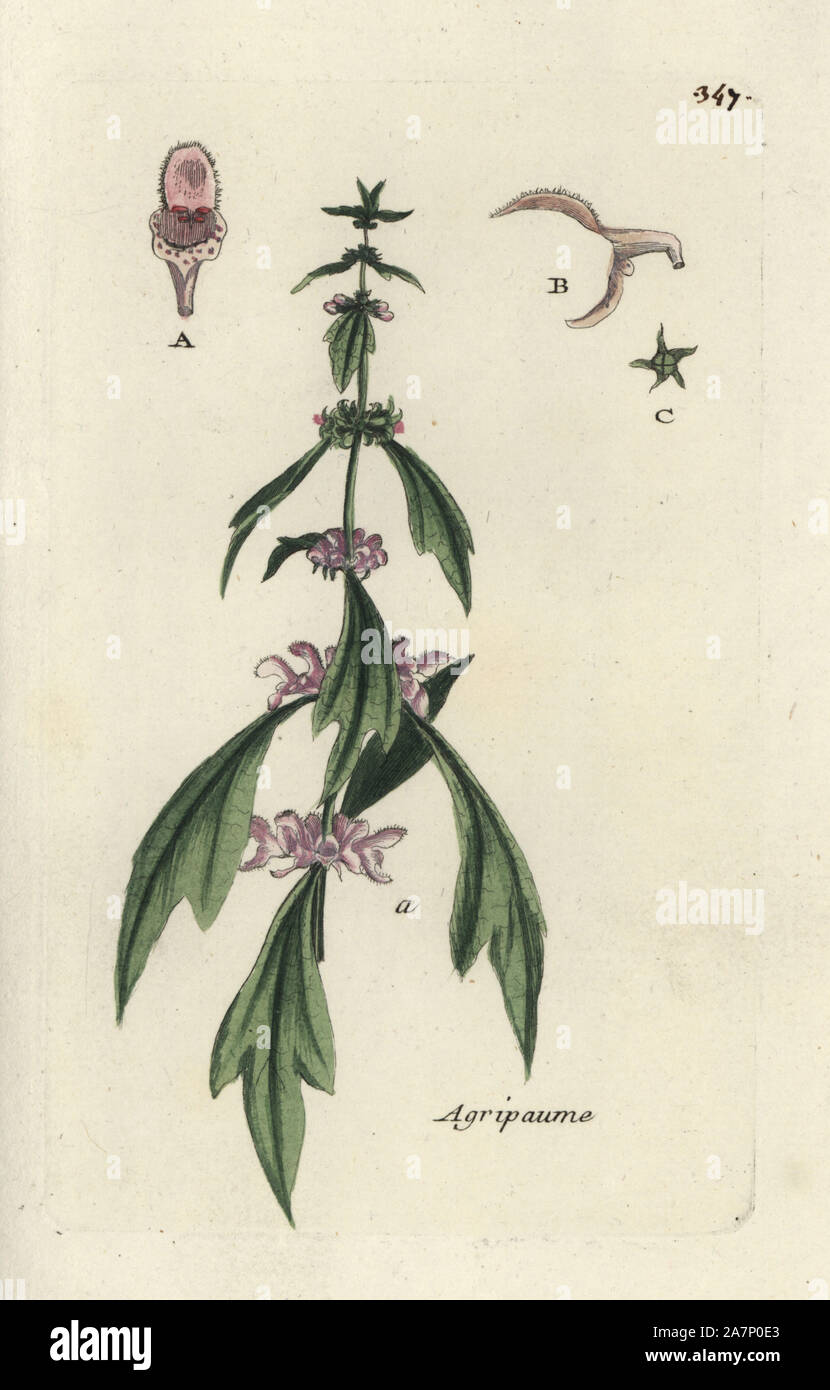Motherwort, Leonurus cardiaca. Handcoloured botanical drawn and engraved by Pierre Bulliard from his own 'Flora Parisiensis,' 1776, Paris, P. F. Didot. Pierre Bulliard (1752-1793) was a famous French botanist who pioneered the three-colour-plate printing technique. His introduction to the flowers of Paris included 640 plants. Stock Photo