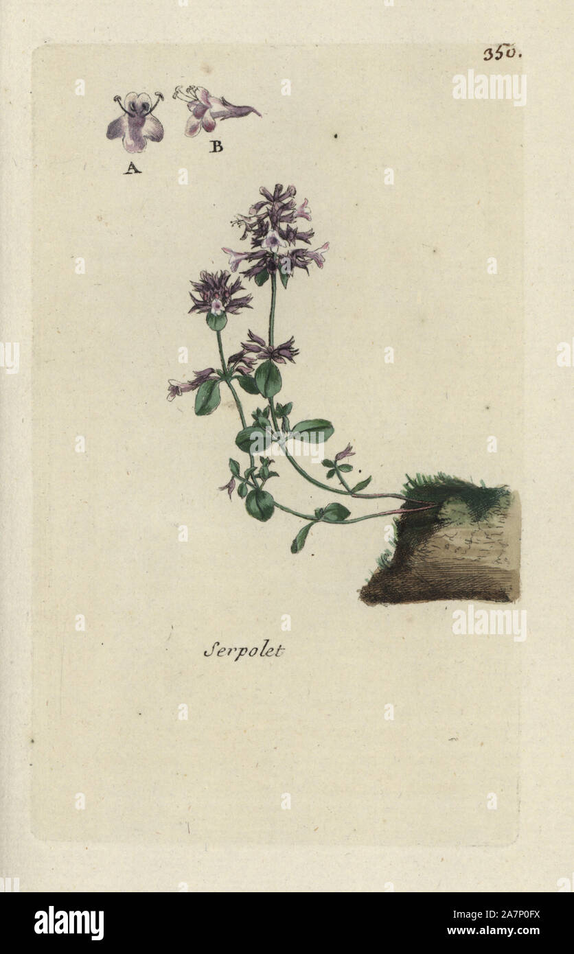 Wild thyme, Thymus serpyllum. Handcoloured botanical drawn and engraved by Pierre Bulliard from his own 'Flora Parisiensis,' 1776, Paris, P. F. Didot. Pierre Bulliard (1752-1793) was a famous French botanist who pioneered the three-colour-plate printing technique. His introduction to the flowers of Paris included 640 plants. Stock Photo