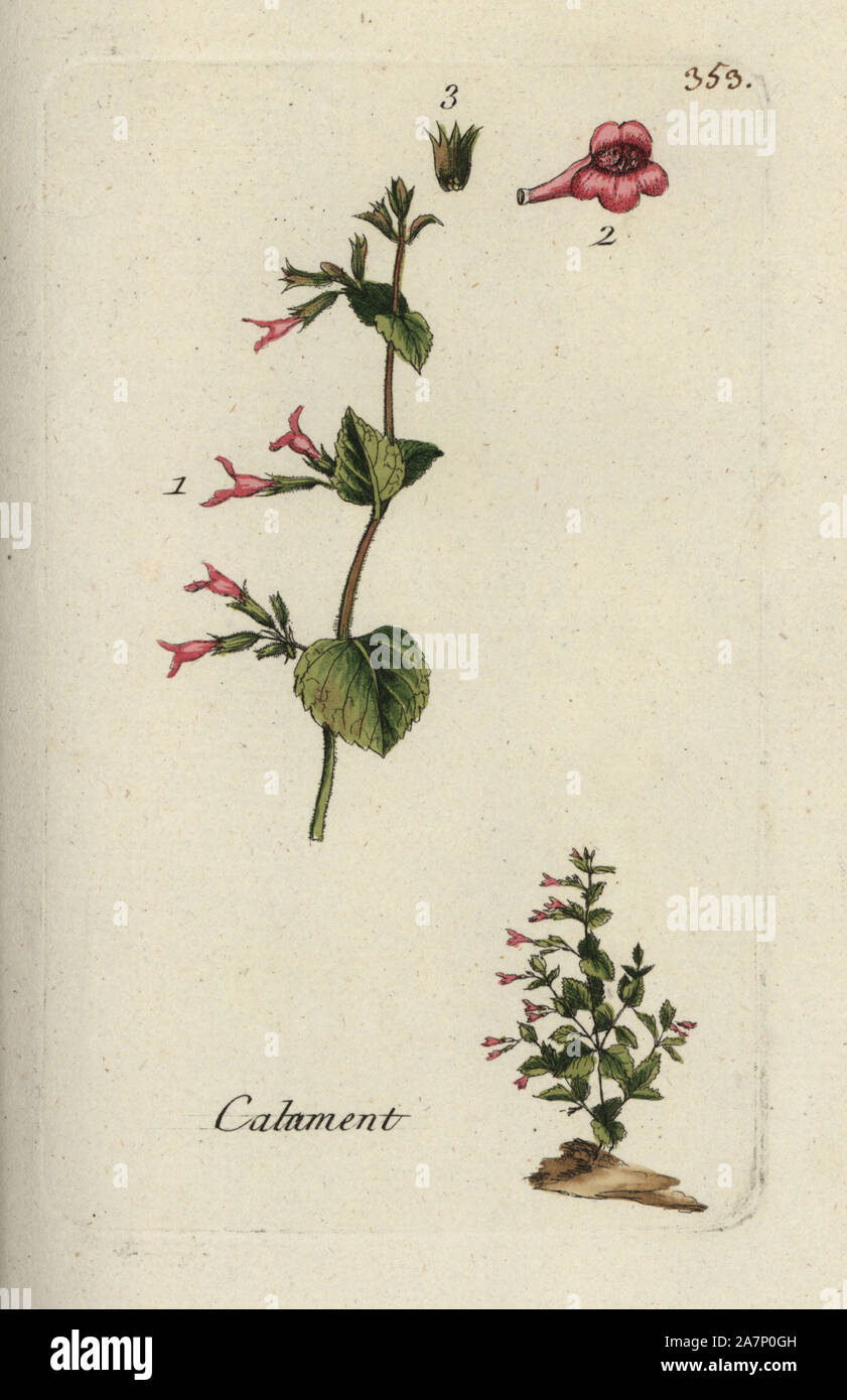 Lesser calamint, Melissa calamintha. Handcoloured botanical drawn and engraved by Pierre Bulliard from his own 'Flora Parisiensis,' 1776, Paris, P. F. Didot. Pierre Bulliard (1752-1793) was a famous French botanist who pioneered the three-colour-plate printing technique. His introduction to the flowers of Paris included 640 plants. Stock Photo