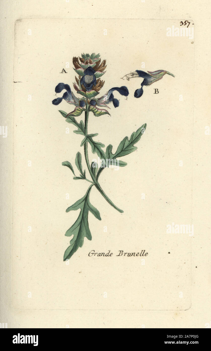 Cut-leaf self-heal, Prunella laciniata. Handcoloured botanical drawn and engraved by Pierre Bulliard from his own 'Flora Parisiensis,' 1776, Paris, P. F. Didot. Pierre Bulliard (1752-1793) was a famous French botanist who pioneered the three-colour-plate printing technique. His introduction to the flowers of Paris included 640 plants. Stock Photo