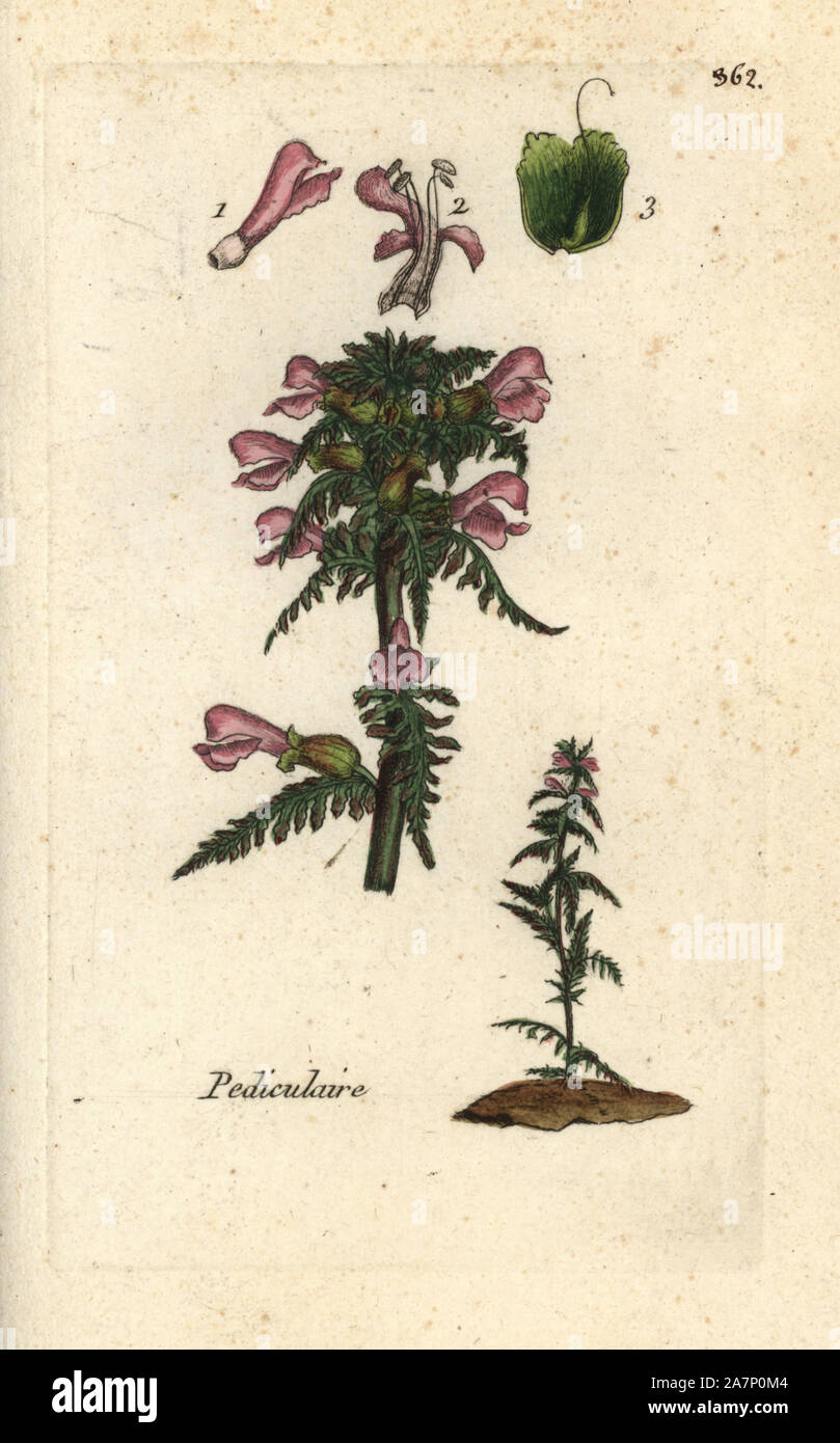 Marsh lousewort, Pedicularis palustris. Handcoloured botanical drawn and engraved by Pierre Bulliard from his own 'Flora Parisiensis,' 1776, Paris, P. F. Didot. Pierre Bulliard (1752-1793) was a famous French botanist who pioneered the three-colour-plate printing technique. His introduction to the flowers of Paris included 640 plants. Stock Photo