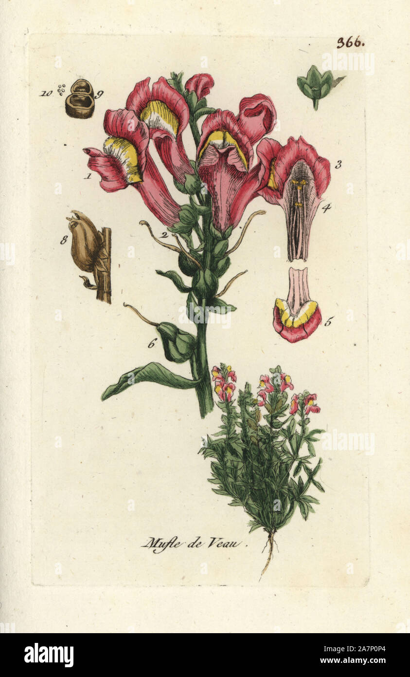 Snapdragon, Antirrhinum majus. Handcoloured botanical drawn and engraved by Pierre Bulliard from his own 'Flora Parisiensis,' 1776, Paris, P. F. Didot. Pierre Bulliard (1752-1793) was a famous French botanist who pioneered the three-colour-plate printing technique. His introduction to the flowers of Paris included 640 plants. Stock Photo