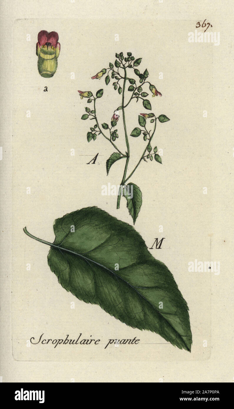 Figwort, Scrophularia nodosa. Handcoloured botanical drawn and engraved by Pierre Bulliard from his own 'Flora Parisiensis,' 1776, Paris, P. F. Didot. Pierre Bulliard (1752-1793) was a famous French botanist who pioneered the three-colour-plate printing technique. His introduction to the flowers of Paris included 640 plants. Stock Photo