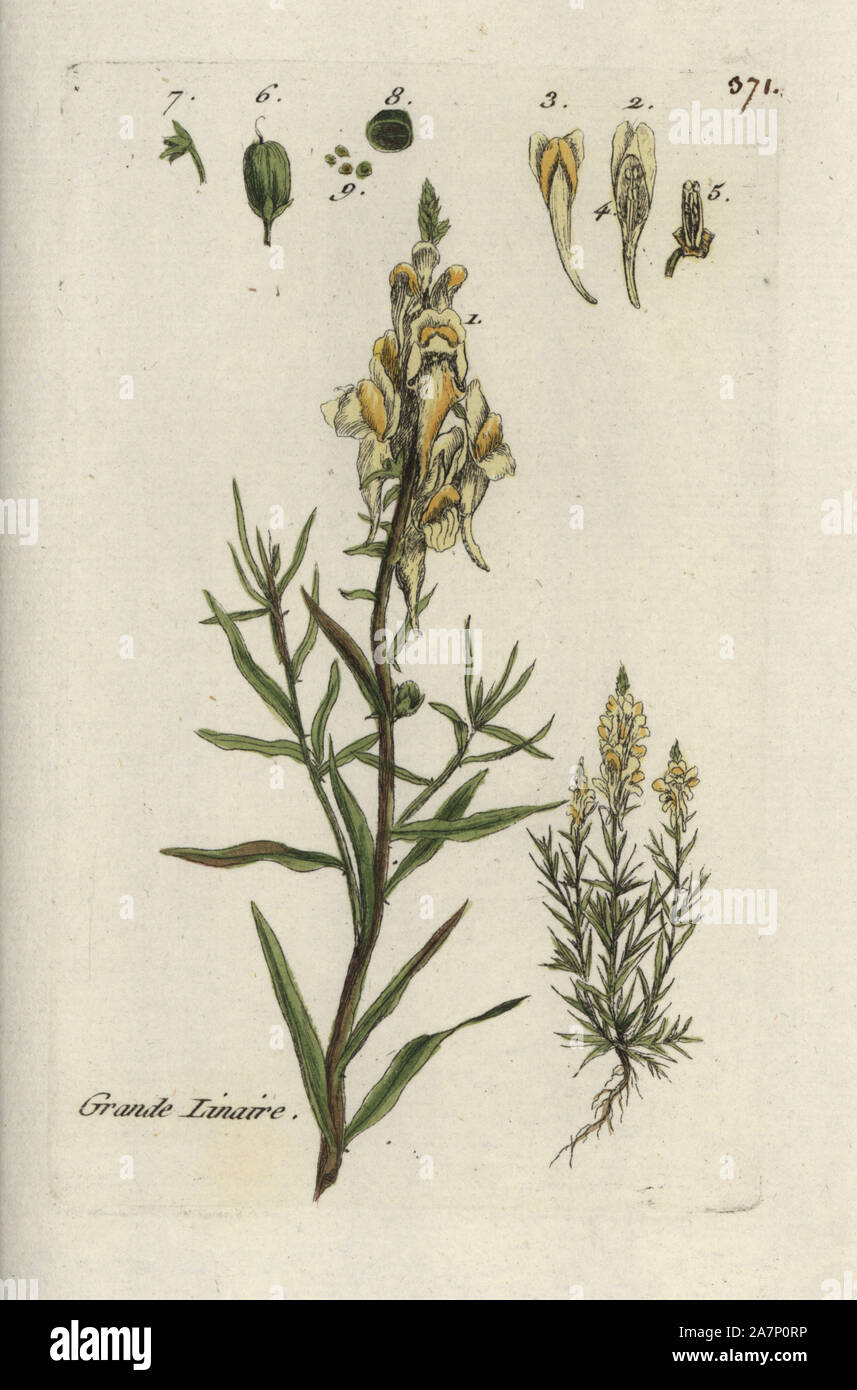 Yellow toad flax, Antirrhinum linaria. Handcoloured botanical drawn and engraved by Pierre Bulliard from his own 'Flora Parisiensis,' 1776, Paris, P. F. Didot. Pierre Bulliard (1752-1793) was a famous French botanist who pioneered the three-colour-plate printing technique. His introduction to the flowers of Paris included 640 plants. Stock Photo