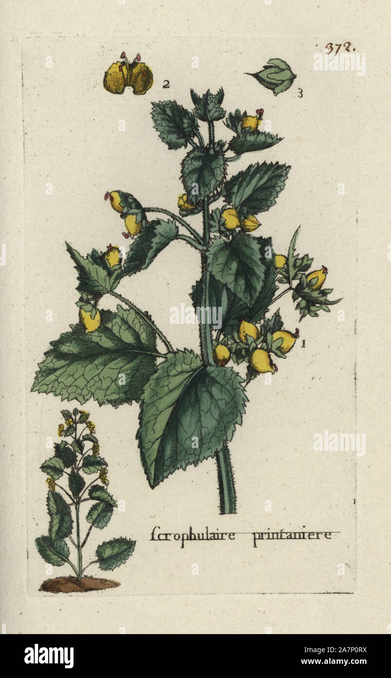 Figwort, Scrophularia verna. Handcoloured botanical drawn and engraved by Pierre Bulliard from his own 'Flora Parisiensis,' 1776, Paris, P. F. Didot. Pierre Bulliard (1752-1793) was a famous French botanist who pioneered the three-colour-plate printing technique. His introduction to the flowers of Paris included 640 plants. Stock Photo