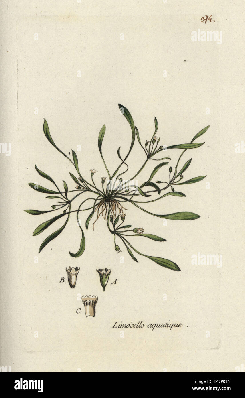 Water mudwort, Limosella aquatica. Handcoloured botanical drawn and engraved by Pierre Bulliard from his own 'Flora Parisiensis,' 1776, Paris, P. F. Didot. Pierre Bulliard (1752-1793) was a famous French botanist who pioneered the three-colour-plate printing technique. His introduction to the flowers of Paris included 640 plants. Stock Photo