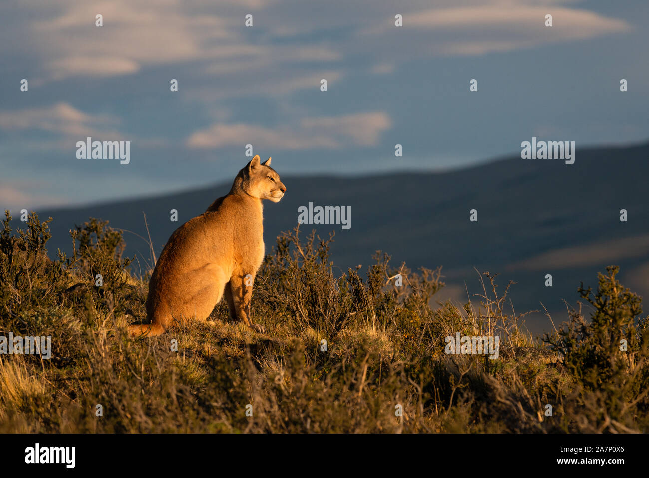 A female puma overlooks its territoru from atop a hill near Torres del Paine National Park, Chile Stock Photo