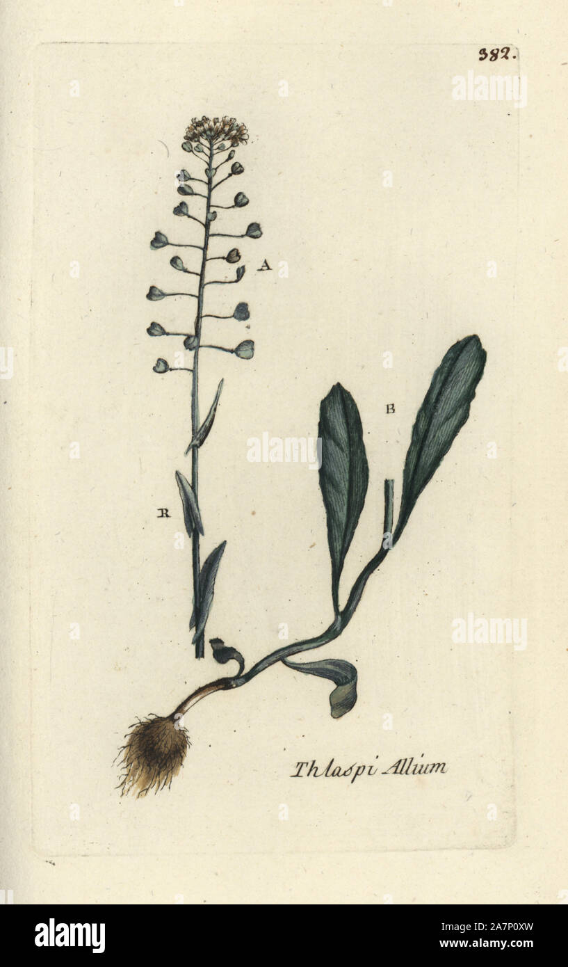 Garlic mustard, Thlaspi alliaceum. Handcoloured botanical drawn and engraved by Pierre Bulliard from his own 'Flora Parisiensis,' 1776, Paris, P. F. Didot. Pierre Bulliard (1752-1793) was a famous French botanist who pioneered the three-colour-plate printing technique. His introduction to the flowers of Paris included 640 plants. Stock Photo